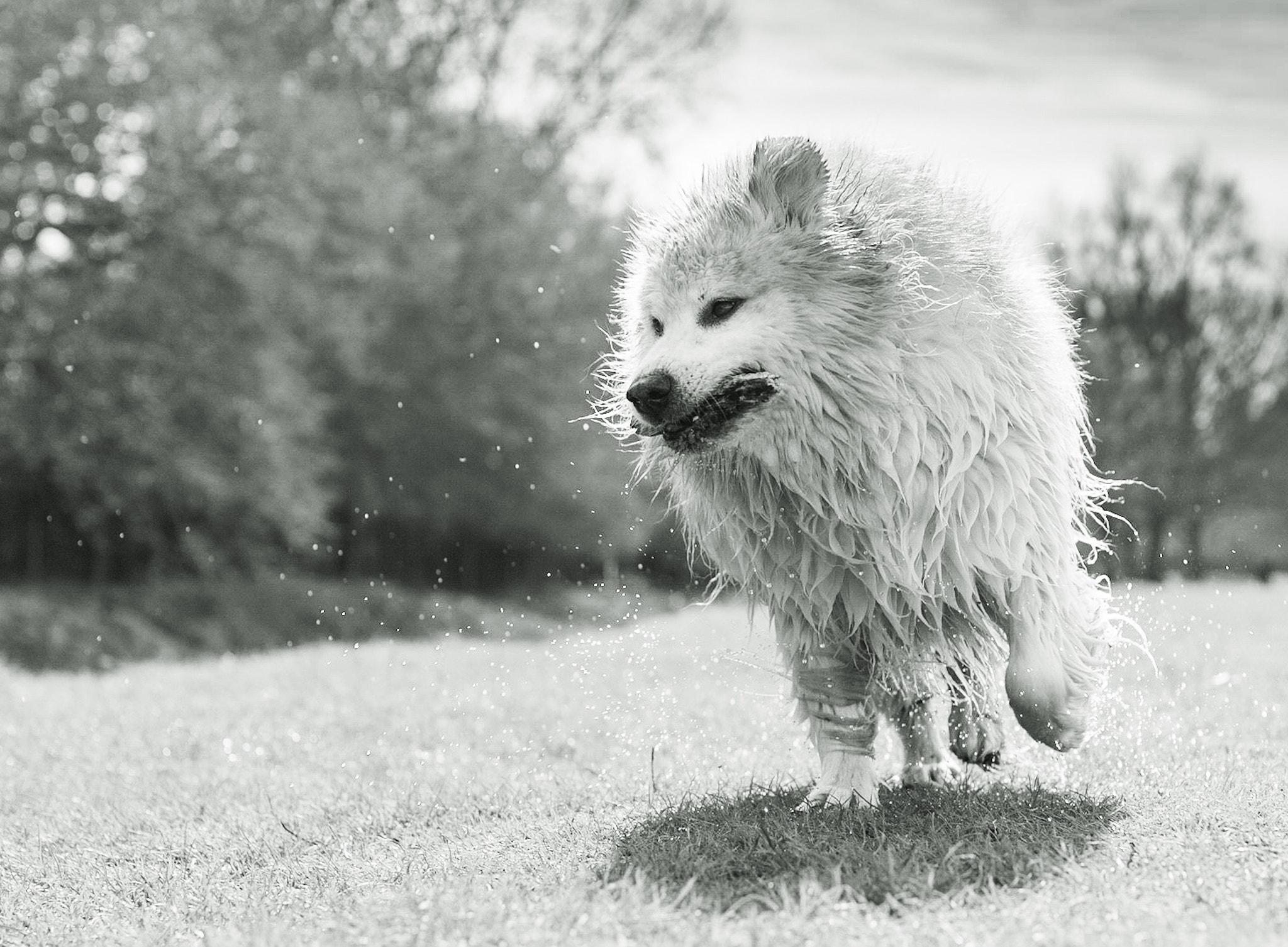 Canon EOS 5D + Canon EF 50mm F1.4 USM sample photo. Wet dog! photography