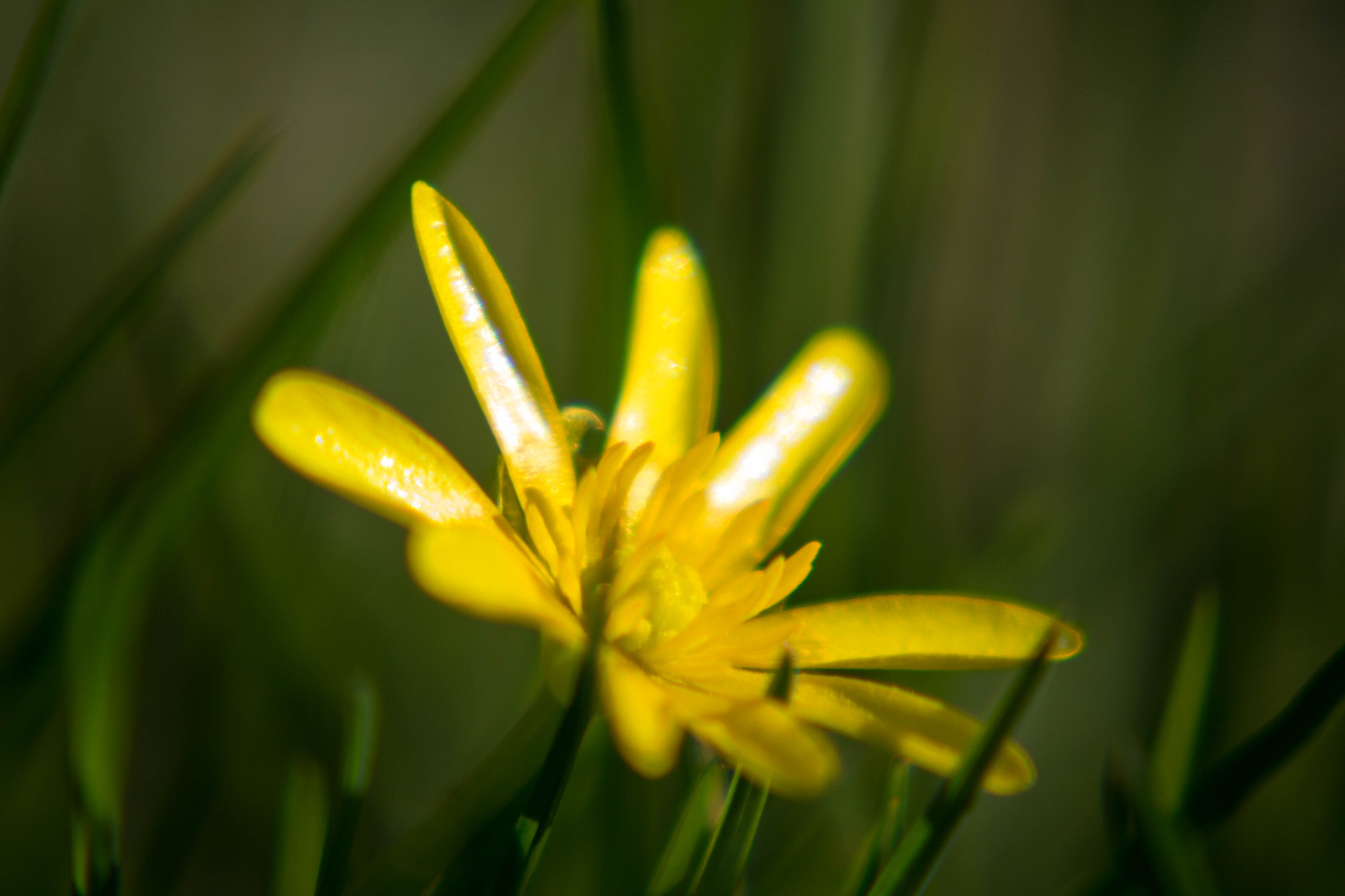 Canon EF-S 55-250mm F4-5.6 IS STM sample photo. Feld photography