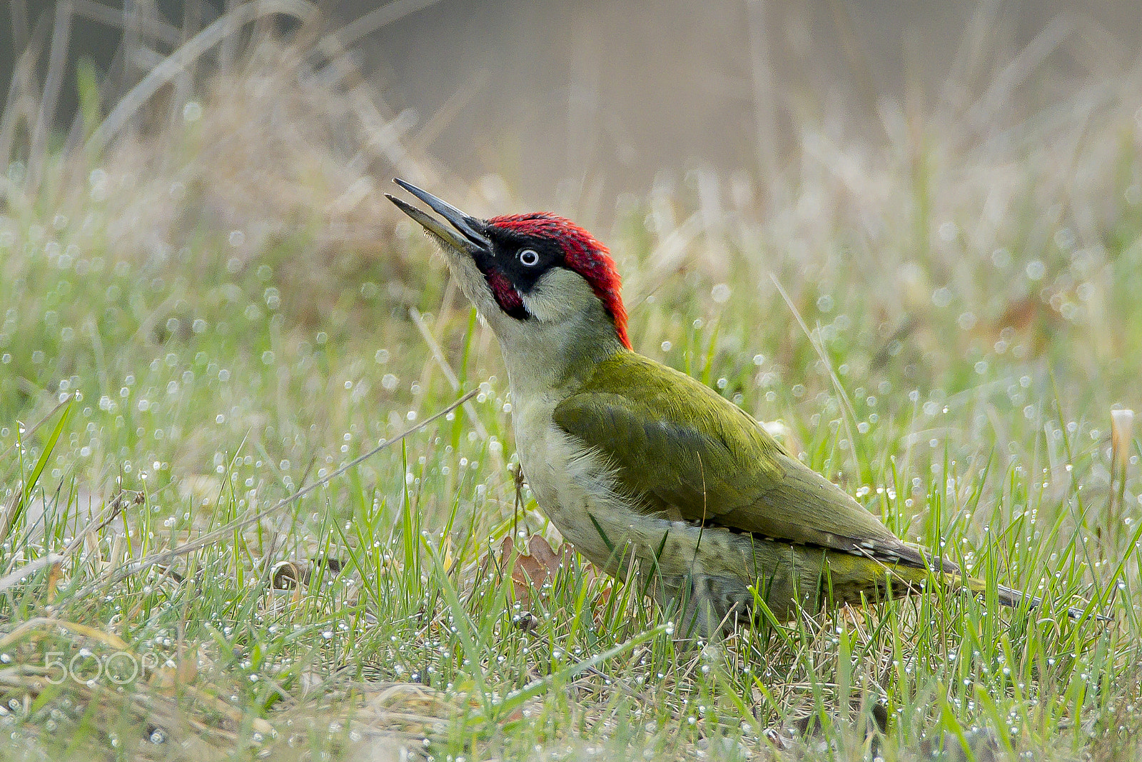 Nikon D500 + Sigma 150-600mm F5-6.3 DG OS HSM | C sample photo. Woodpecker photography