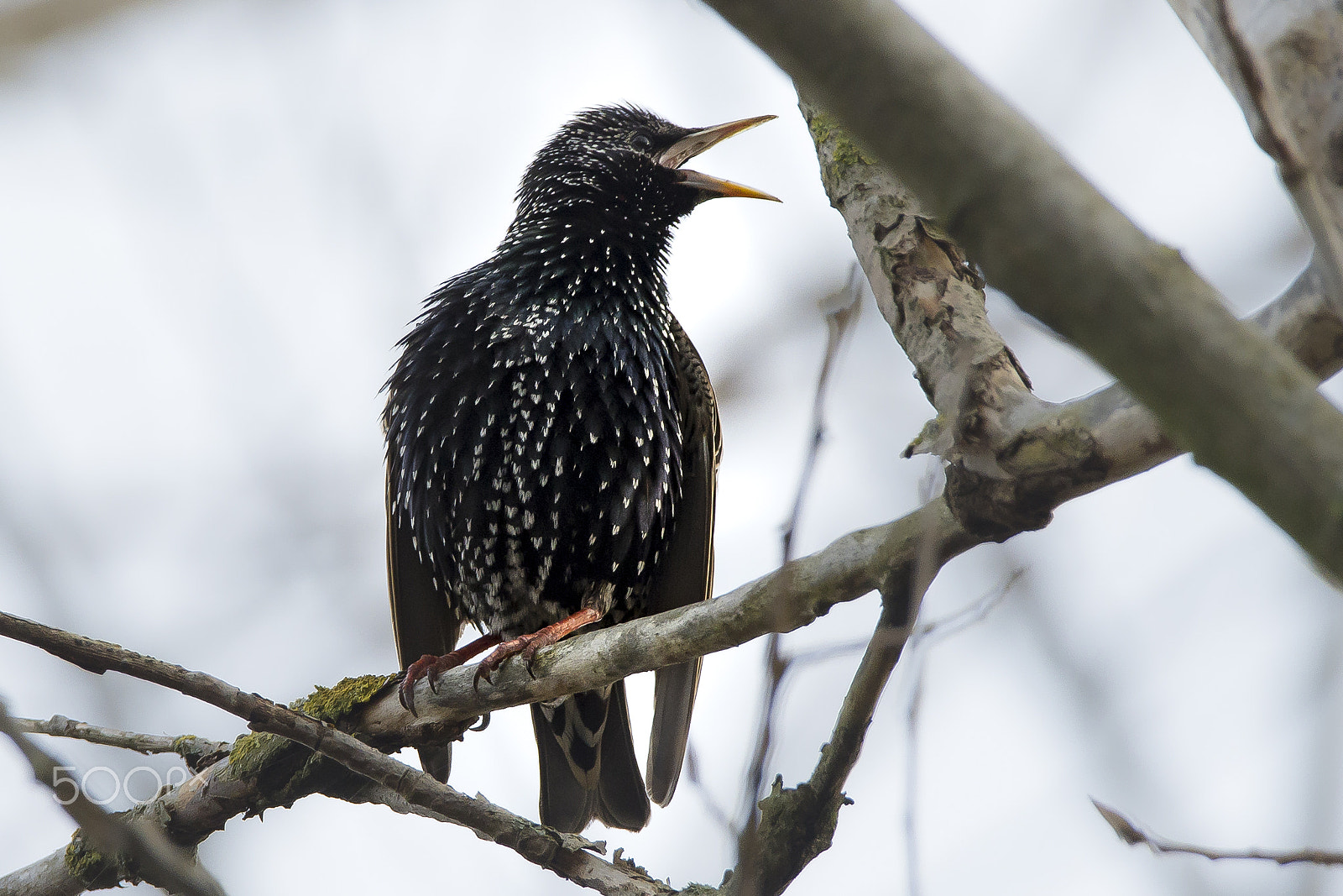 Sigma 150-600mm F5-6.3 DG OS HSM | C sample photo. Starling photography