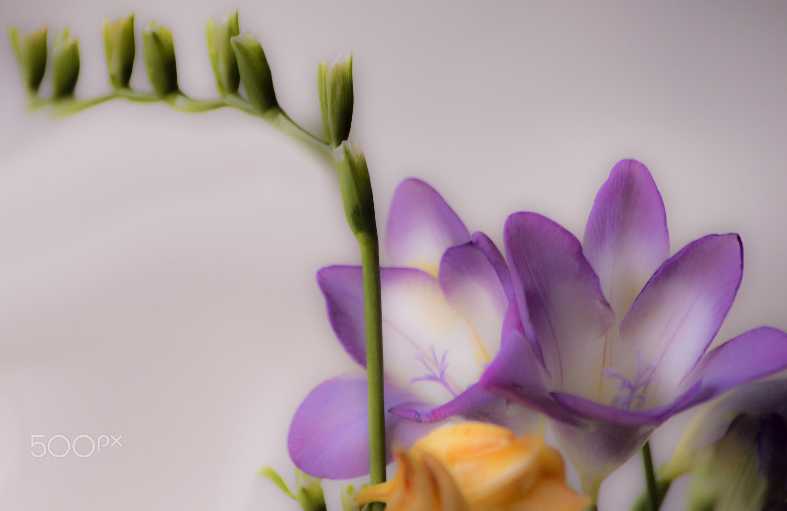 Nikon D7200 sample photo. Soft purple freesia photography