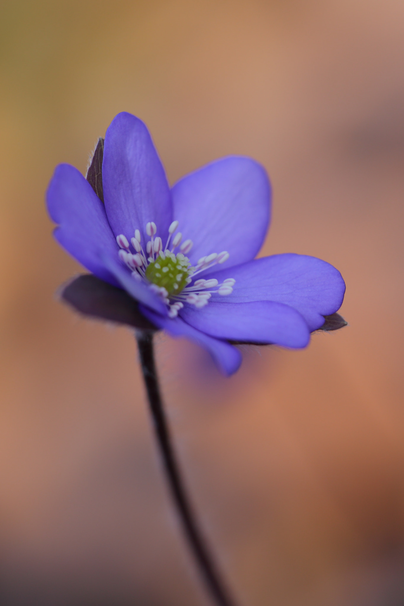 Sigma APO Macro 150mm f/2.8 EX DG HSM sample photo. Leberblümchen photography