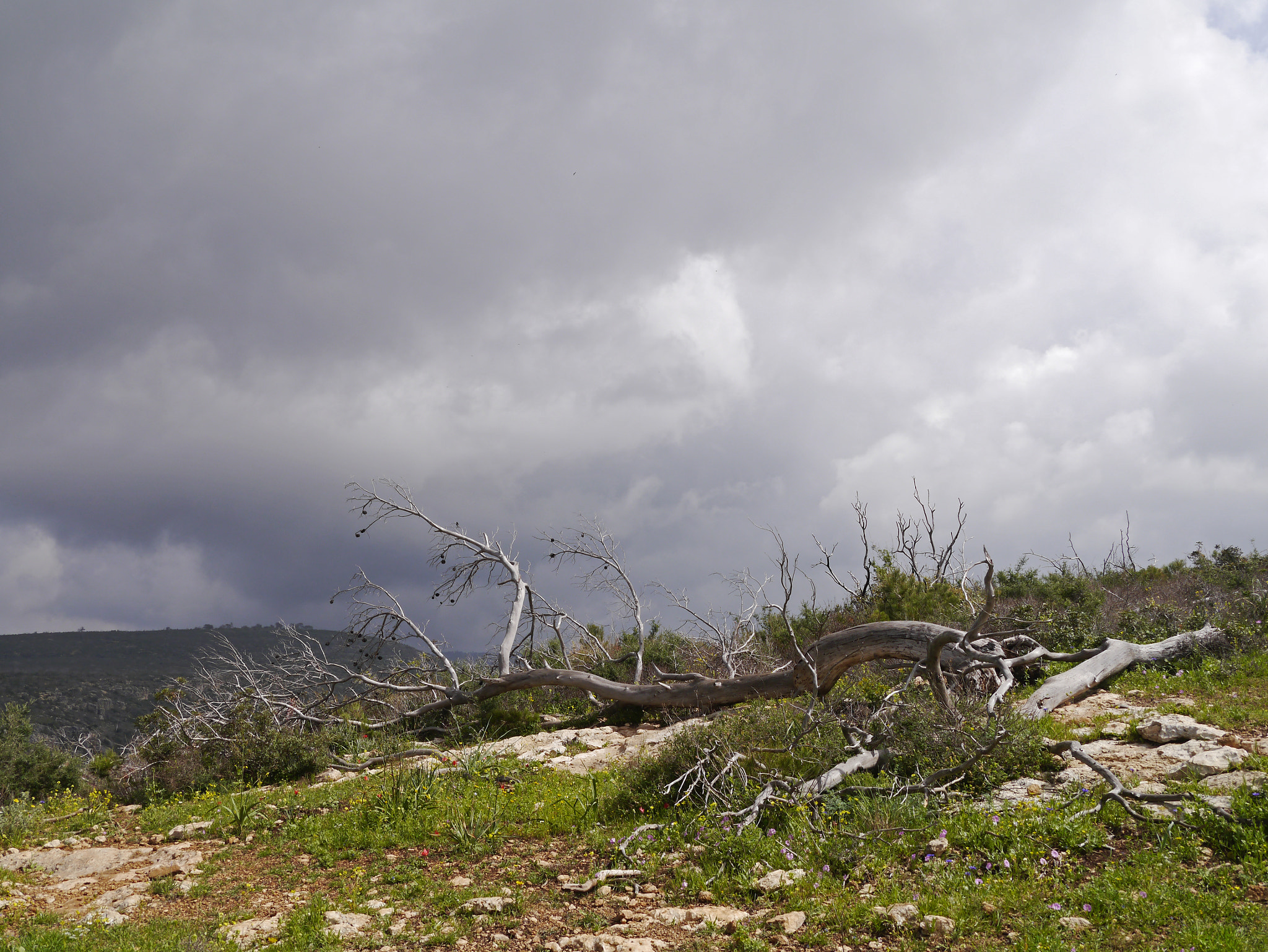 Panasonic Lumix DMC-GX1 sample photo. Fallen pine tree on carmel mt. photography