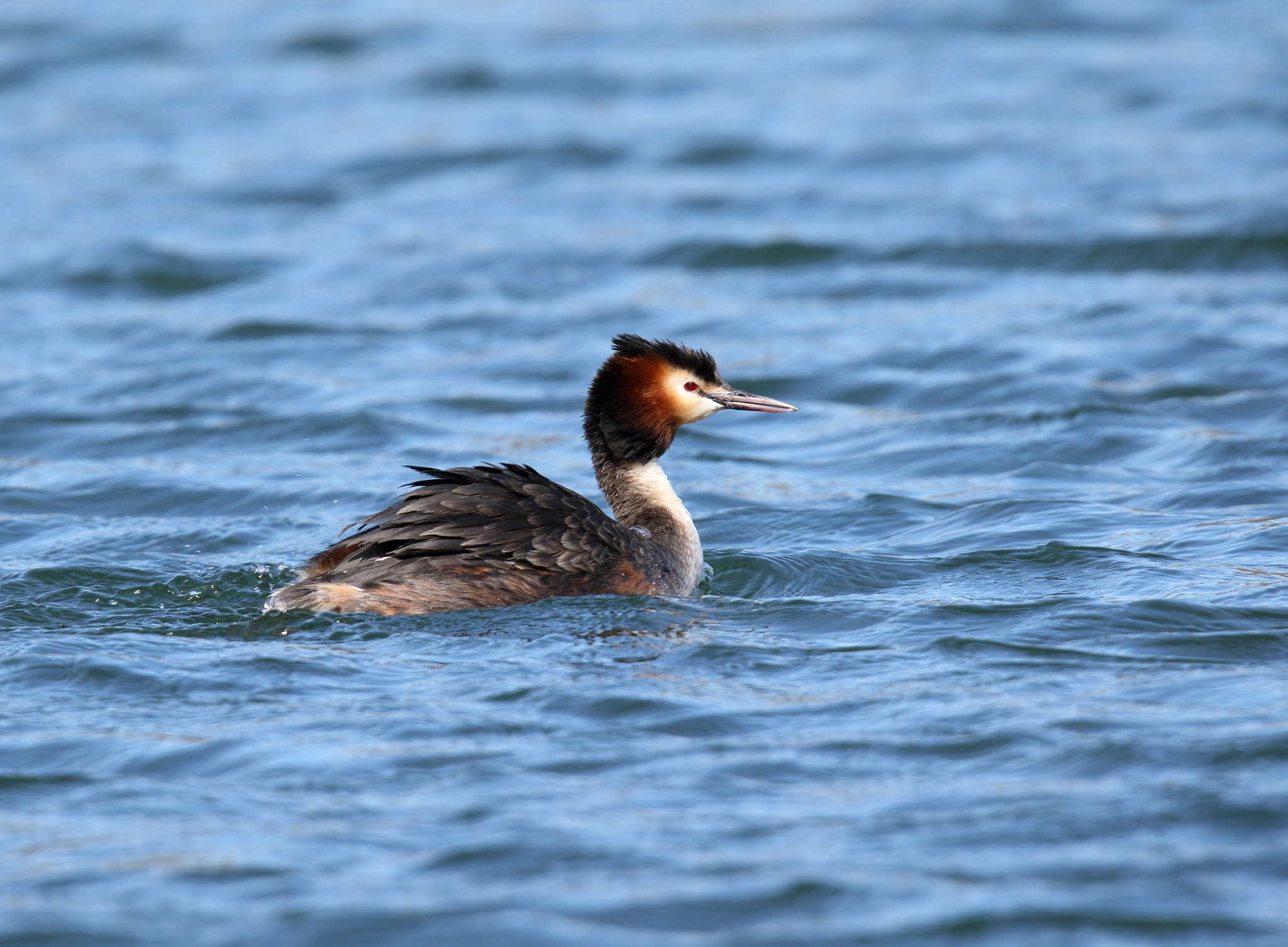 150-600mm F5-6.3 DG OS HSM | Sports 014 sample photo. Great crested grebe. photography