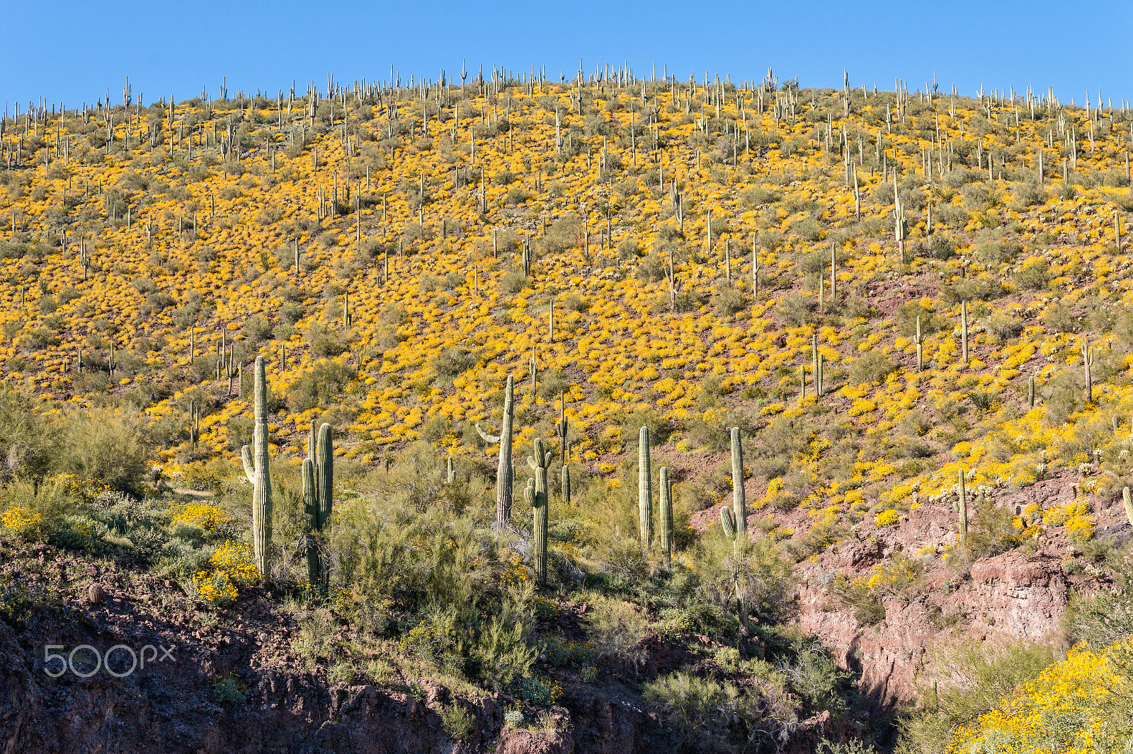 Canon EF-S 18-55mm F3.5-5.6 IS sample photo. Arizona desert in spring photography