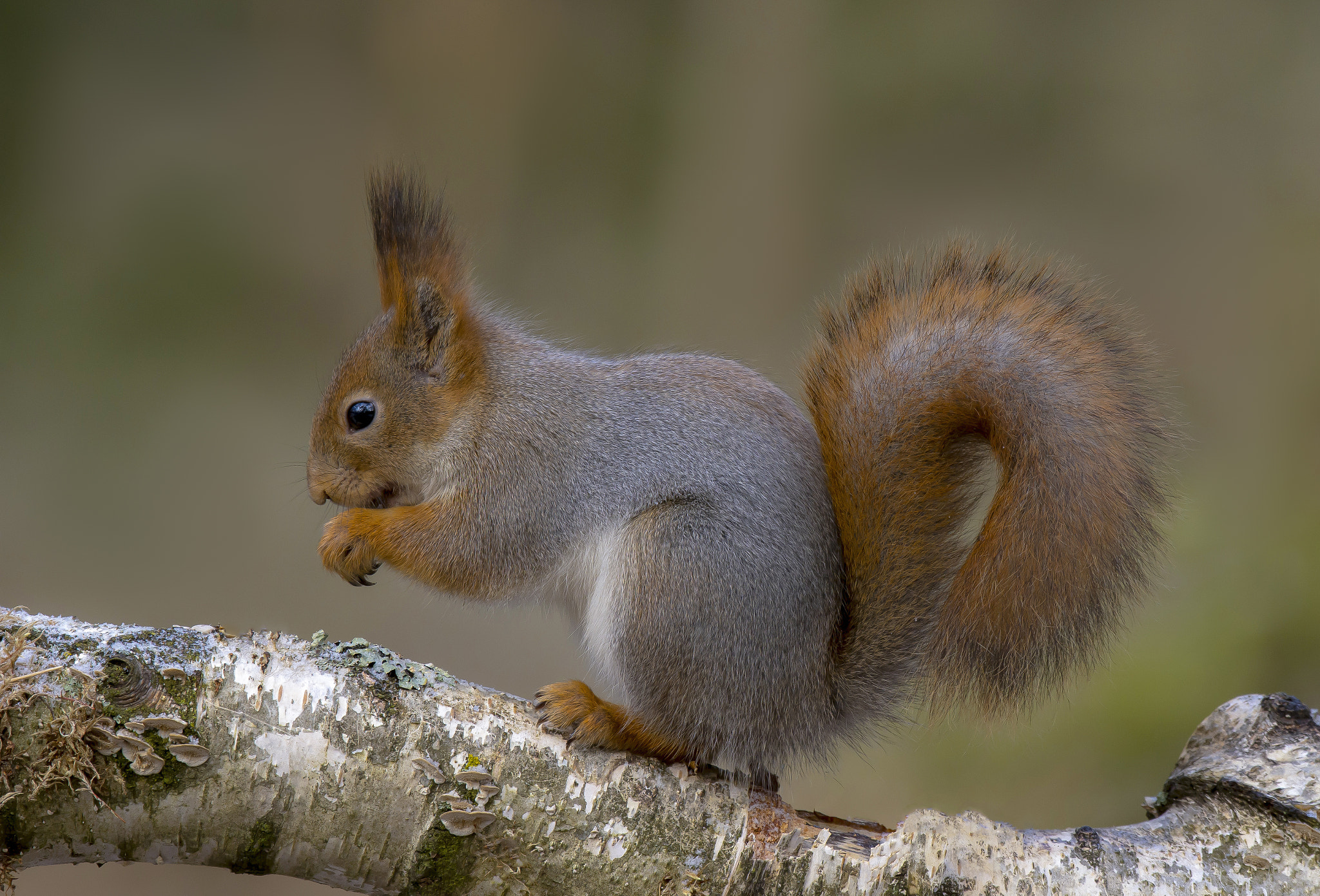 Nikon AF-S Nikkor 200-500mm F5.6E ED VR sample photo. Squirrel photography