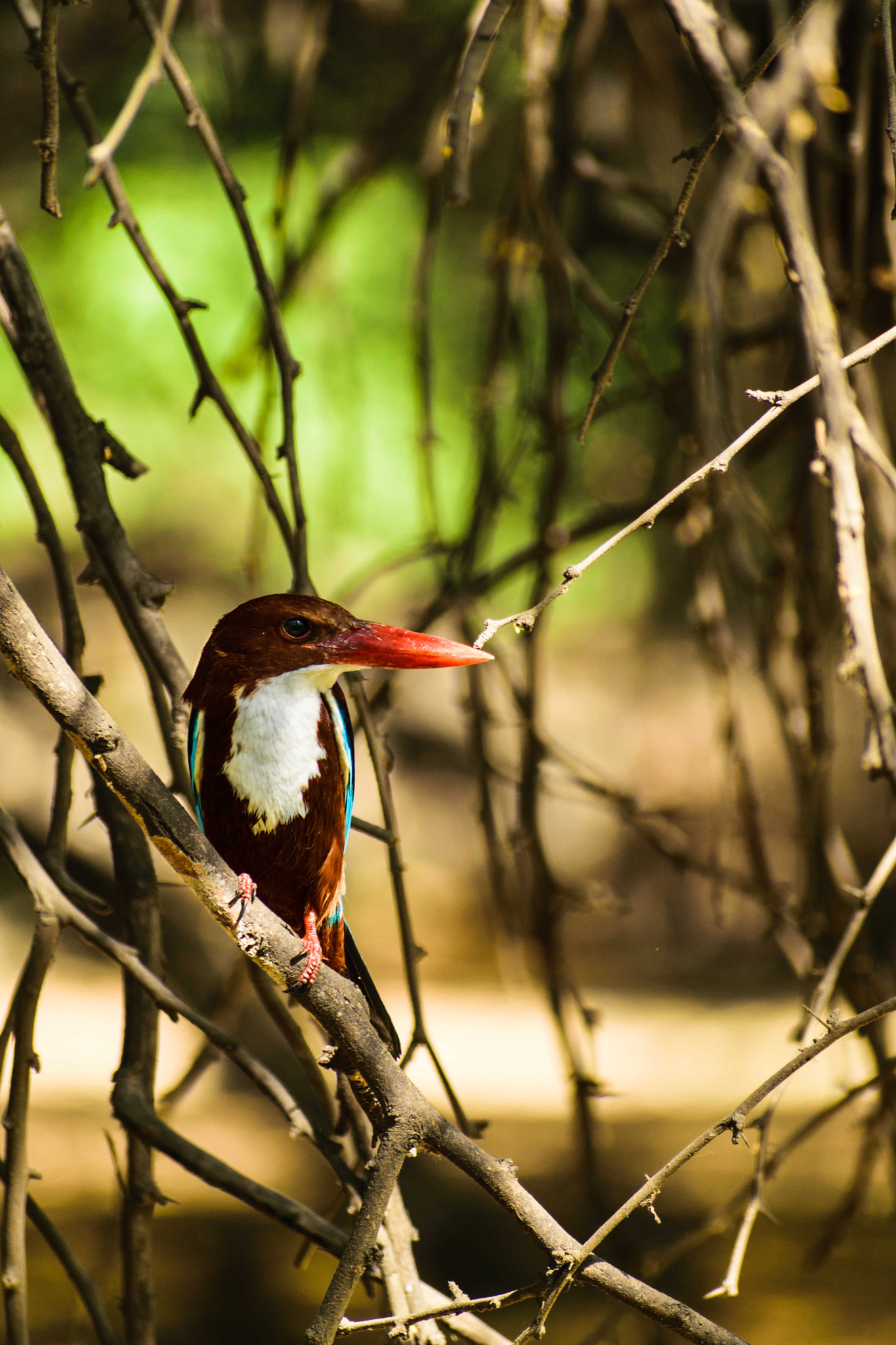 Nikon D3300 sample photo. A stork-billed kingfisher! photography