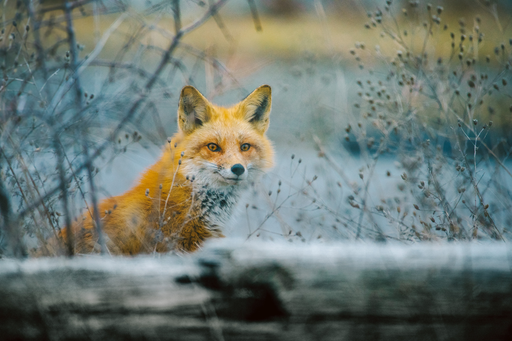 Nikon D750 + Sigma 150-600mm F5-6.3 DG OS HSM | C sample photo. Say cheese mr red fox photography