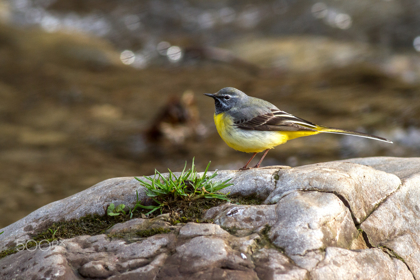 Canon EOS 7D sample photo. Grey wagtail photography