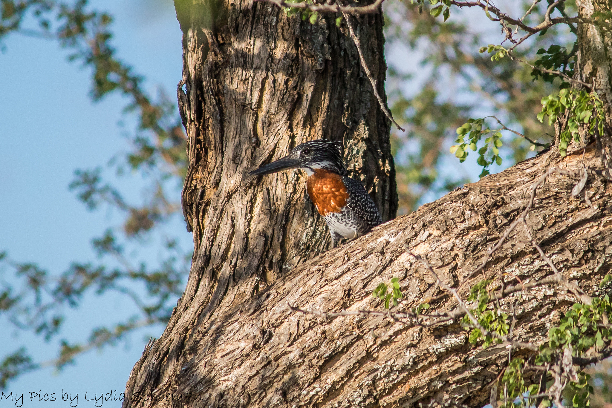 Canon EF-S 55-250mm F4-5.6 IS II sample photo. Giant kingfisher- reusevisvanger photography