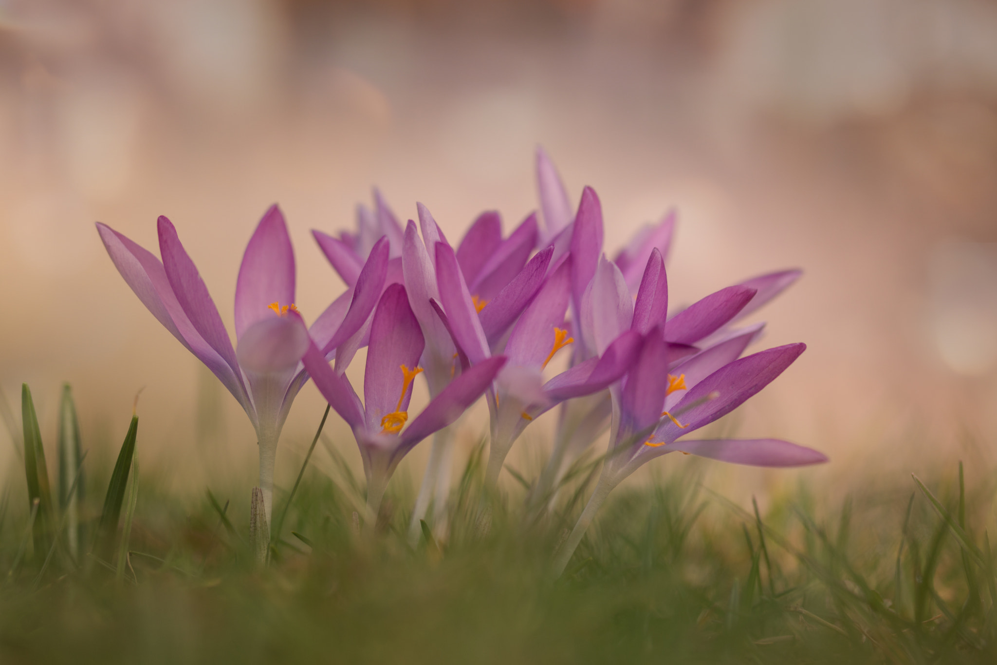 Sony SLT-A77 + 105mm F2.8 sample photo. Crocus photography