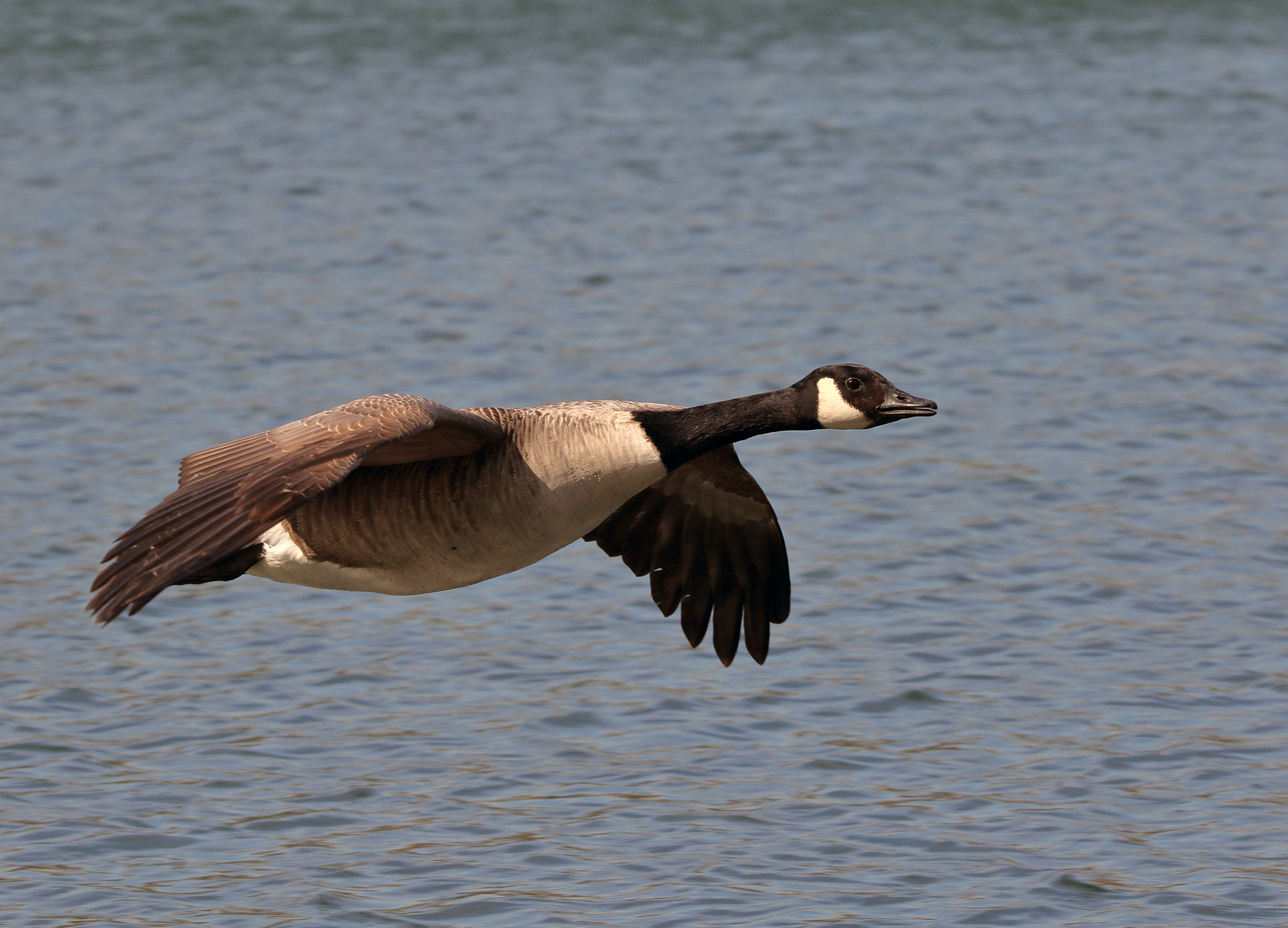 Canon EOS 7D Mark II + 150-600mm F5-6.3 DG OS HSM | Sports 014 sample photo. Canada goose photography
