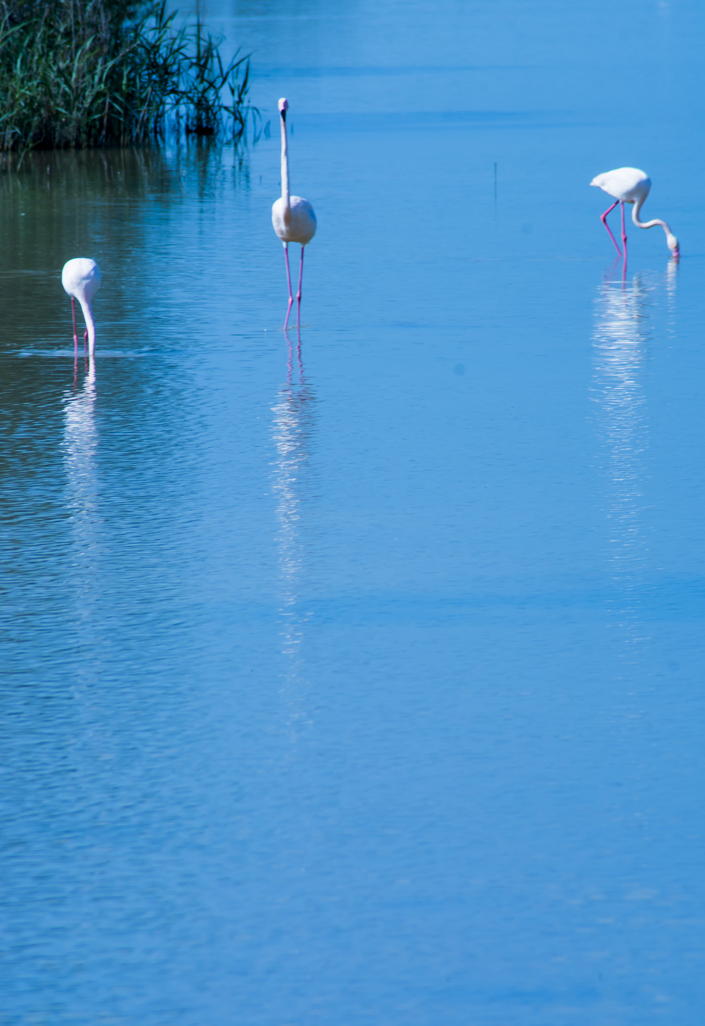 Nikon D7100 sample photo. Beautiful landscape of a lagoon with flamingo birds photography