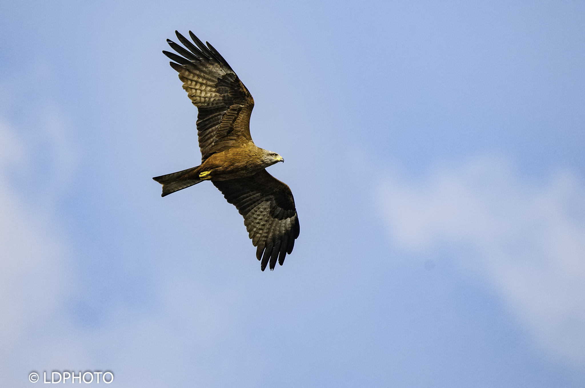 Nikon D300 sample photo. Black kite - milvus migrans photography