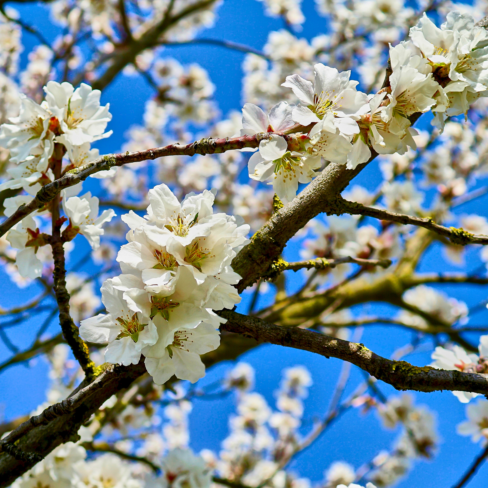 Sony DT 30mm F2.8 Macro SAM sample photo. Frühlingsduft photography