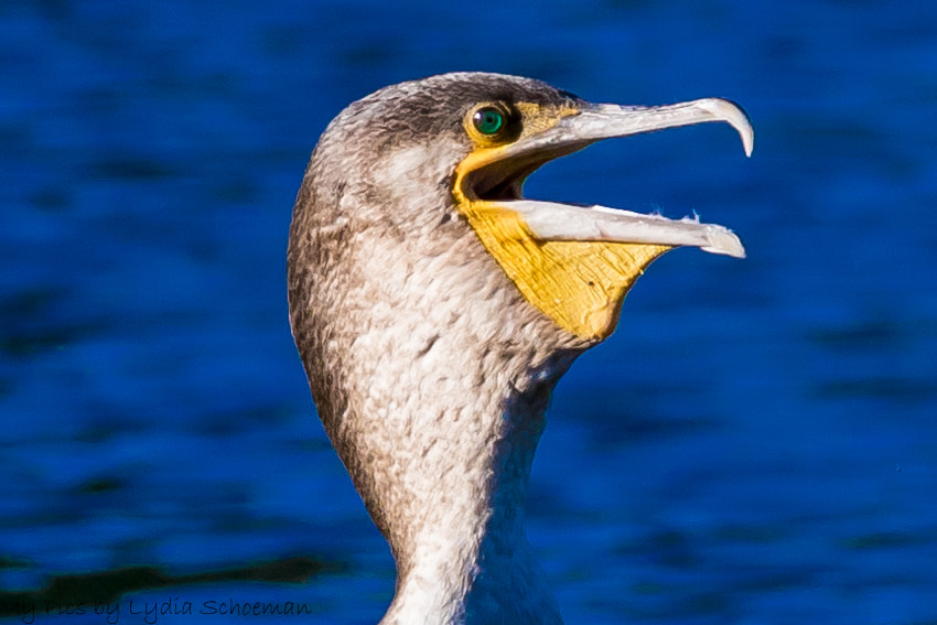 Canon EF-S 55-250mm F4-5.6 IS II sample photo. White breasted cormorant- witborsduiker photography