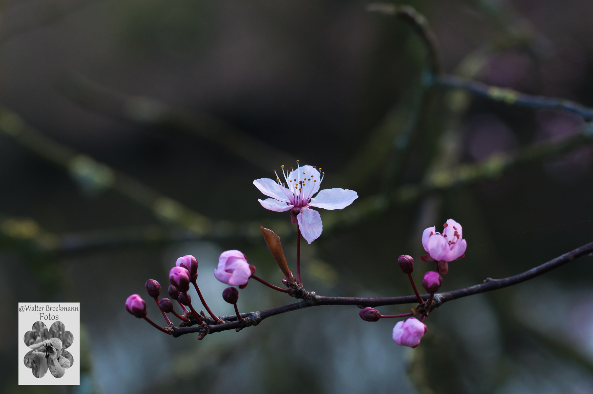 Nikon D5000 sample photo. Tamron 60mm 2.0 macro photography