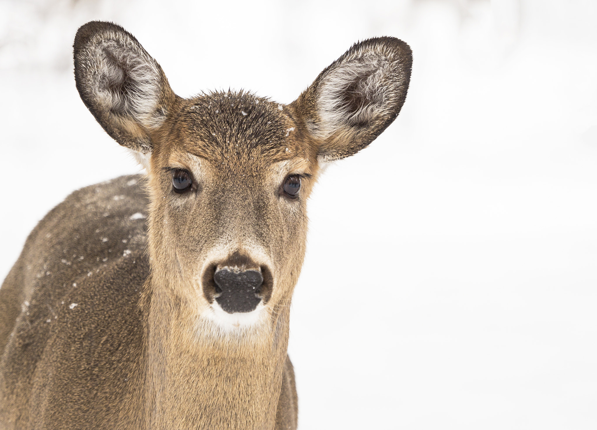 Olympus OM-D E-M1 Mark II sample photo. Such a pretty face .... photography