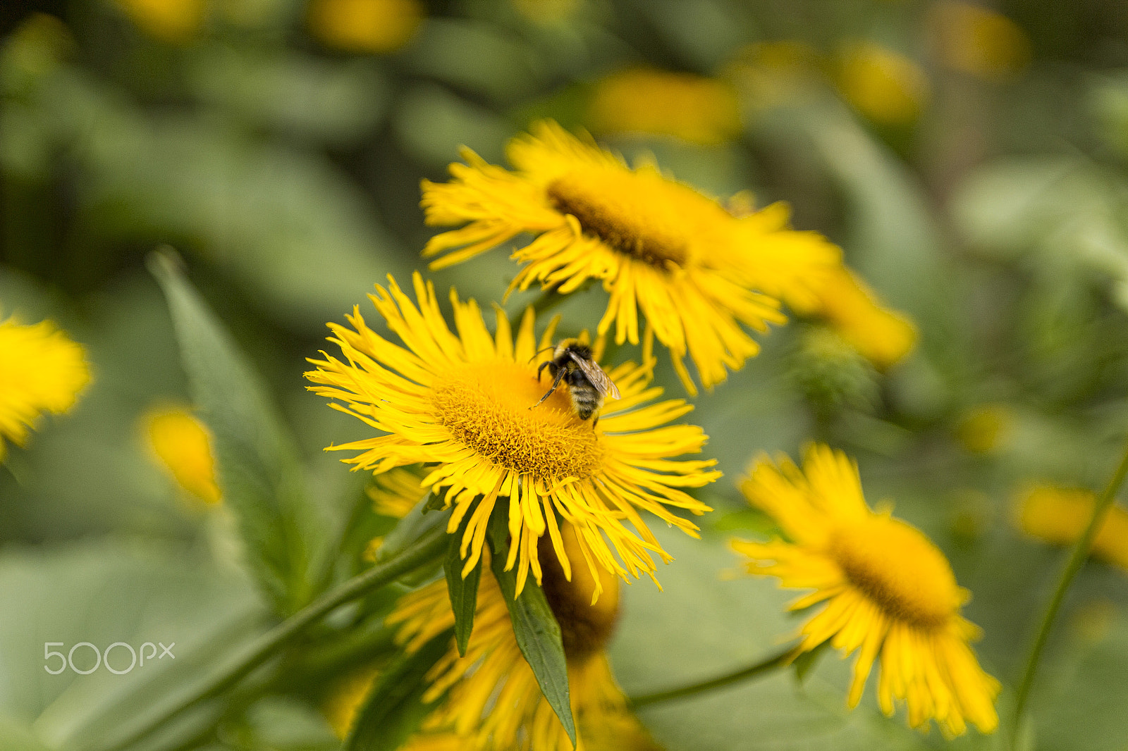 Canon EF-S 17-55mm F2.8 IS USM sample photo. Bee on a flower photography