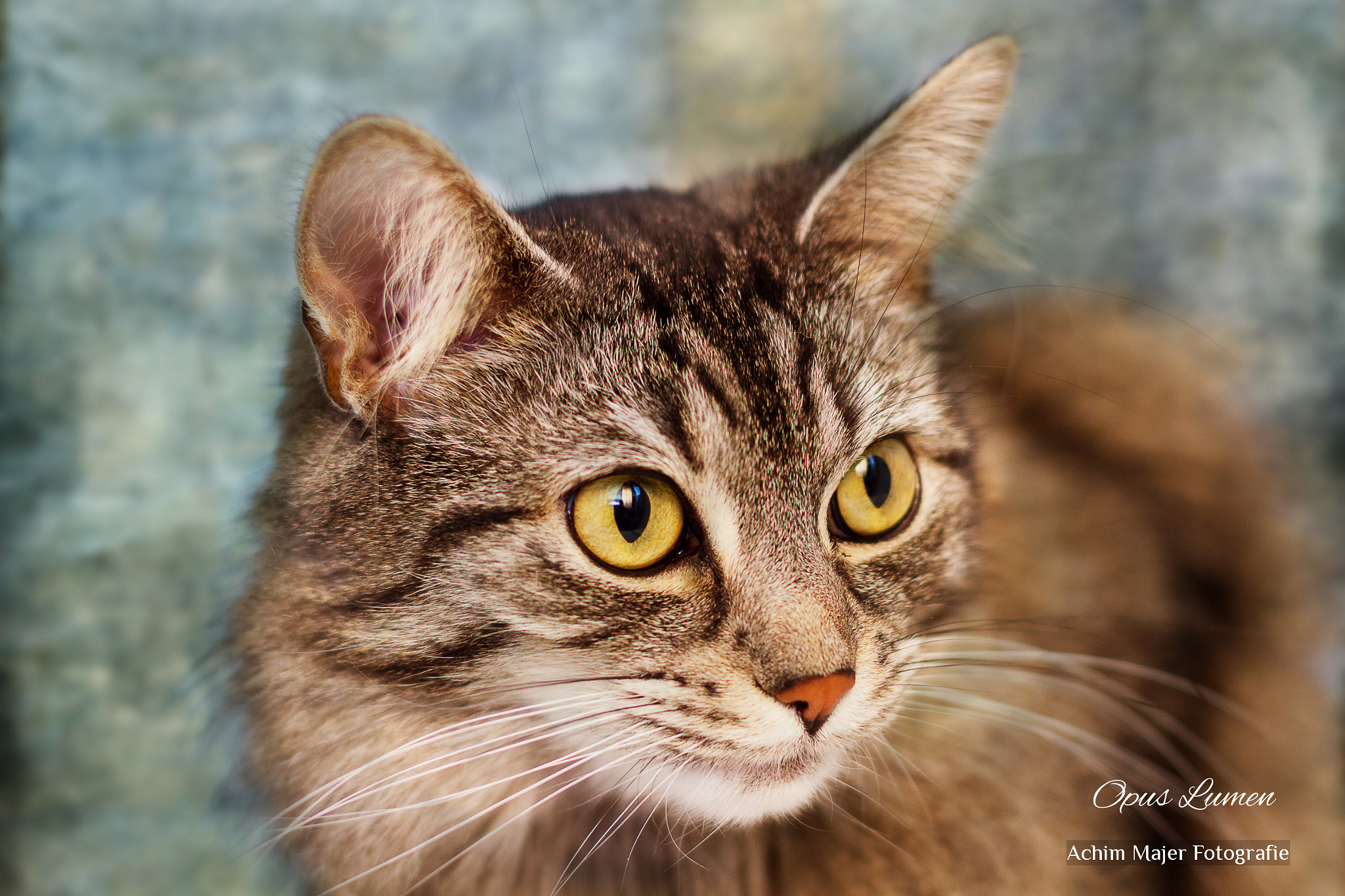 Canon EOS 7D sample photo. Cats photography