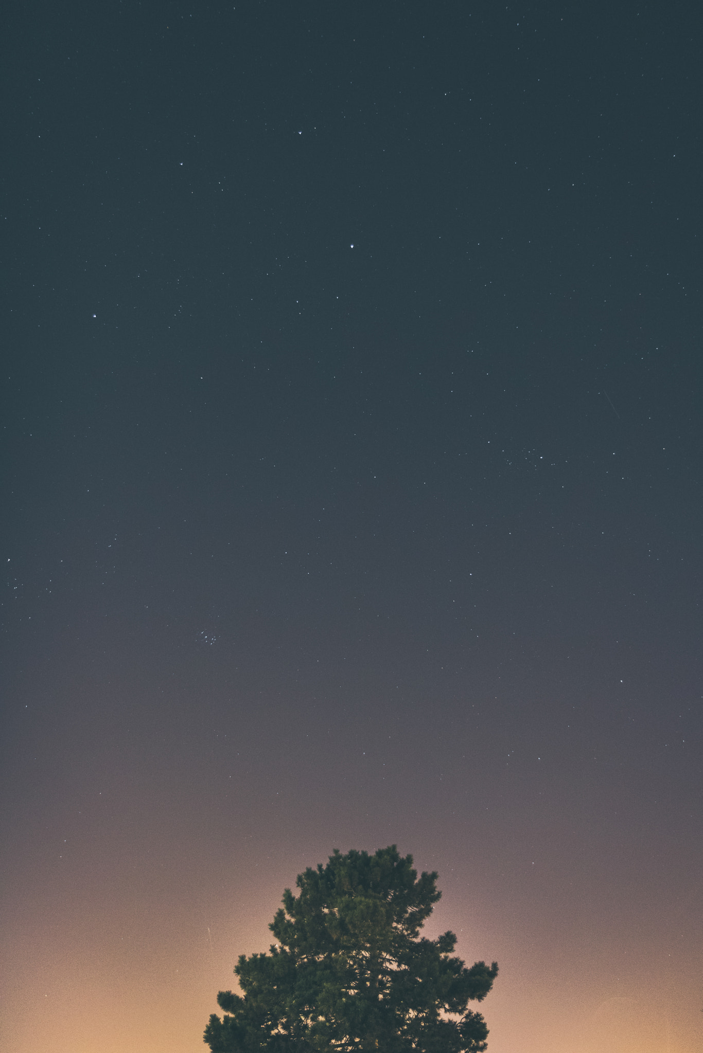 Canon EOS 750D (EOS Rebel T6i / EOS Kiss X8i) + Canon EF-S 17-55mm F2.8 IS USM sample photo. Night sky over tree photography