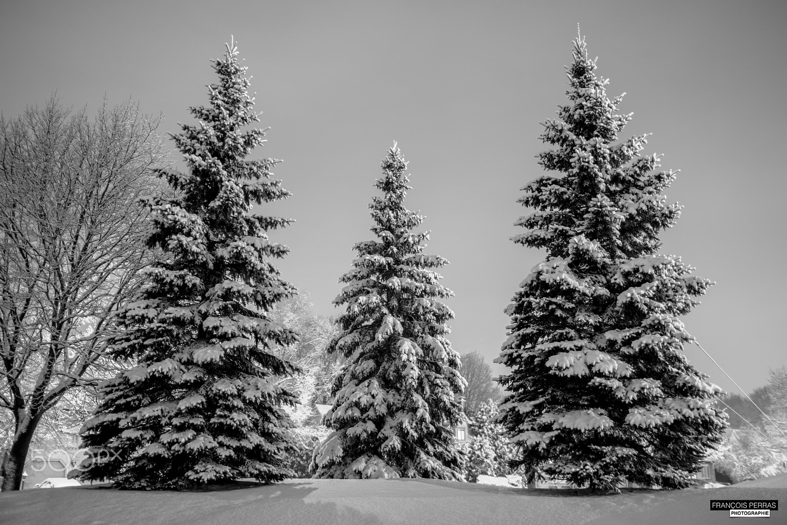 Canon EOS 5D Mark IV + Canon EF 35mm F1.4L USM sample photo. Trees company photography