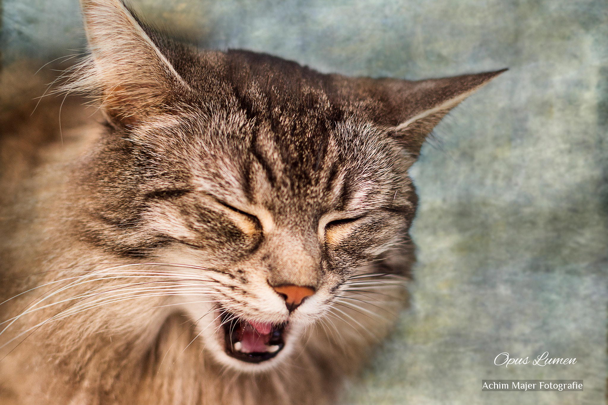 Canon EOS 7D + Canon EF 50mm F1.4 USM sample photo. Cats photography