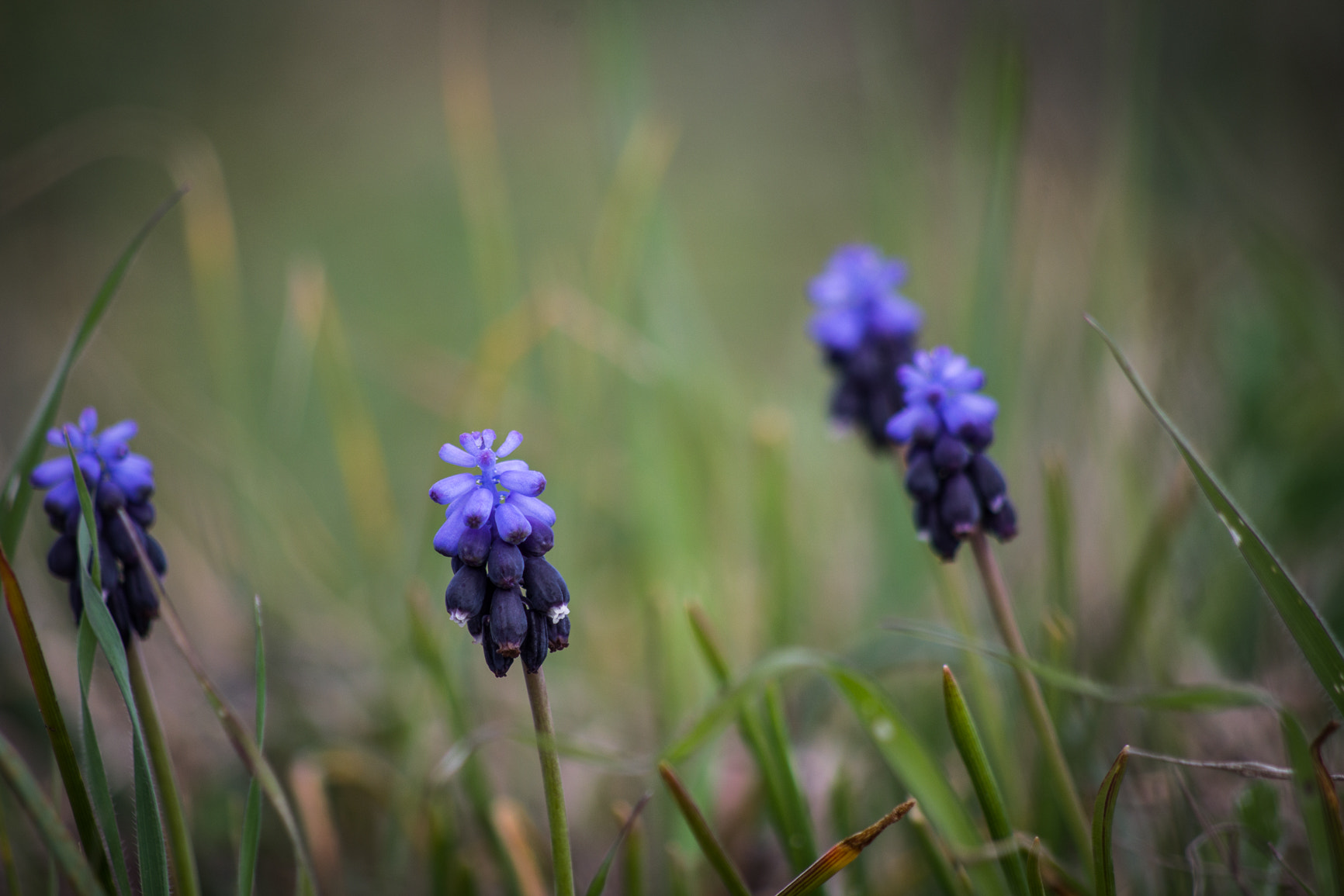 Pentax smc DA 55-300mm F4.0-5.8 ED sample photo. 33126144362.jpg photography