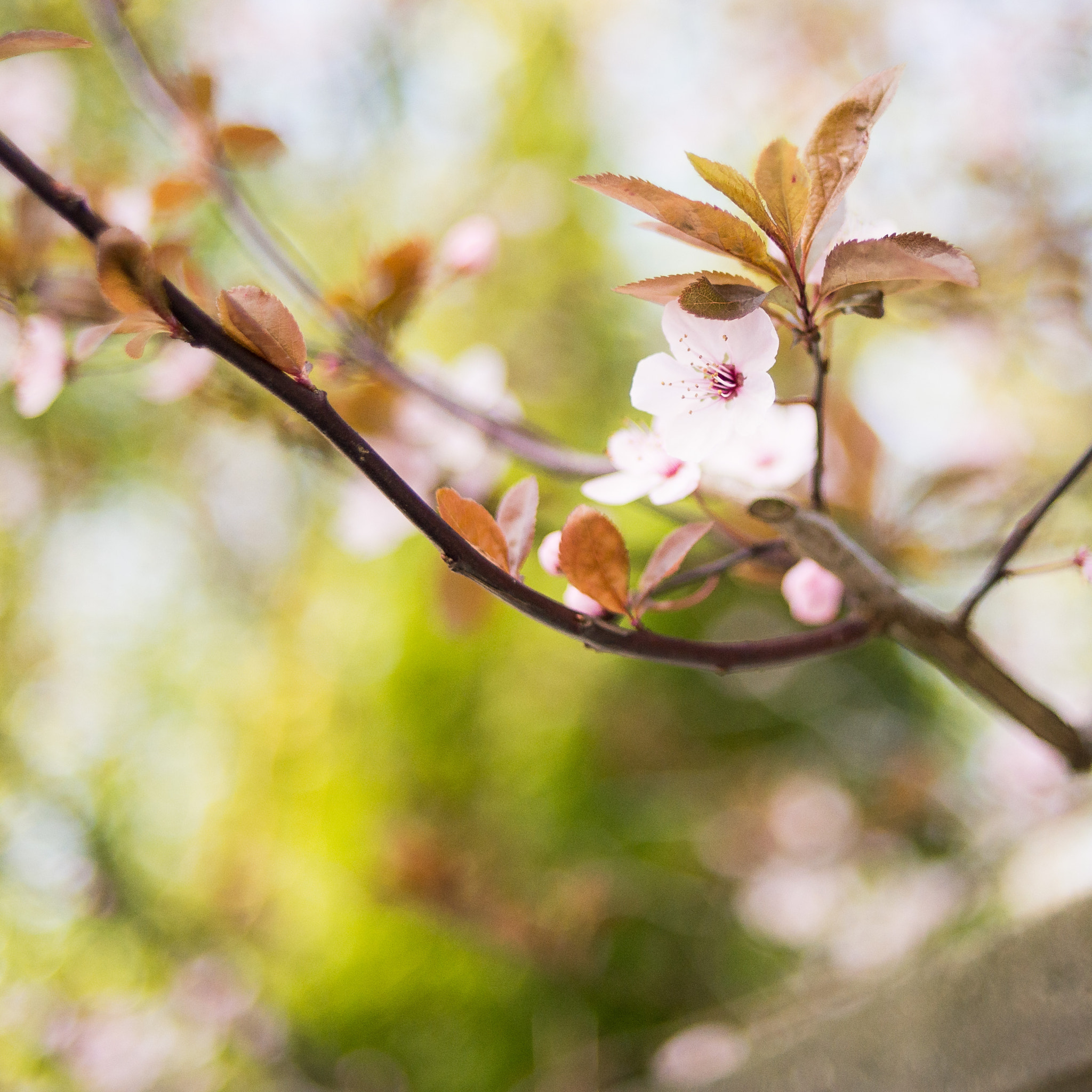 Nikon D600 + Nikon AF Nikkor 35mm F2D sample photo. My cherry blossom photography