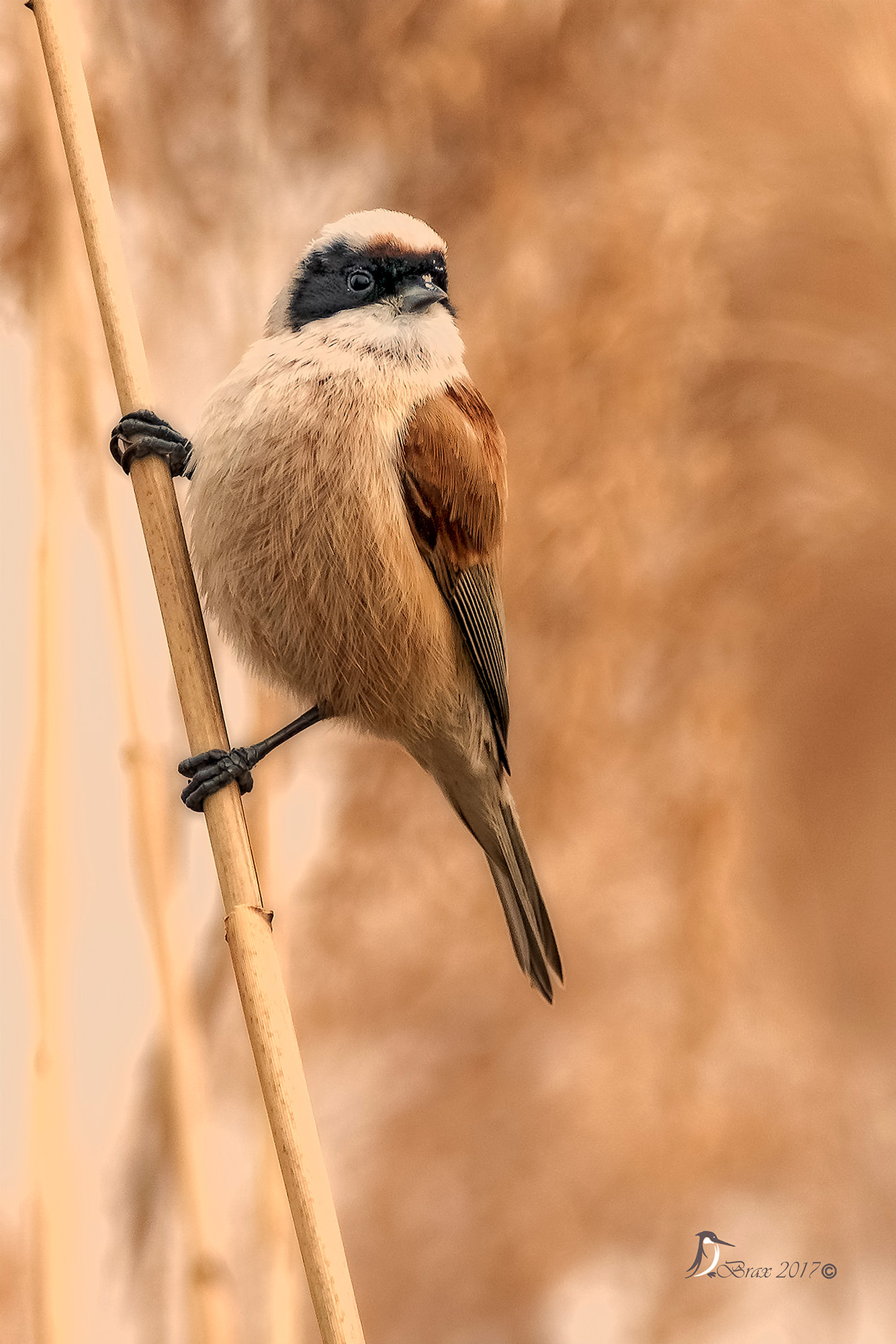 Nikon AF-S Nikkor 300mm F2.8G ED VR II sample photo. Pendolino photography