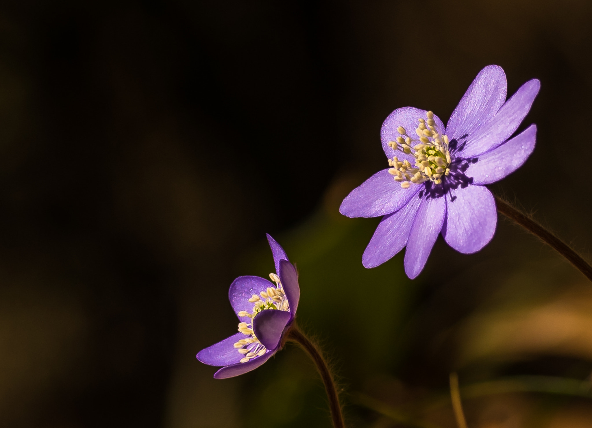Sigma 105mm F2.8 EX DG OS HSM sample photo. Purple flowers photography