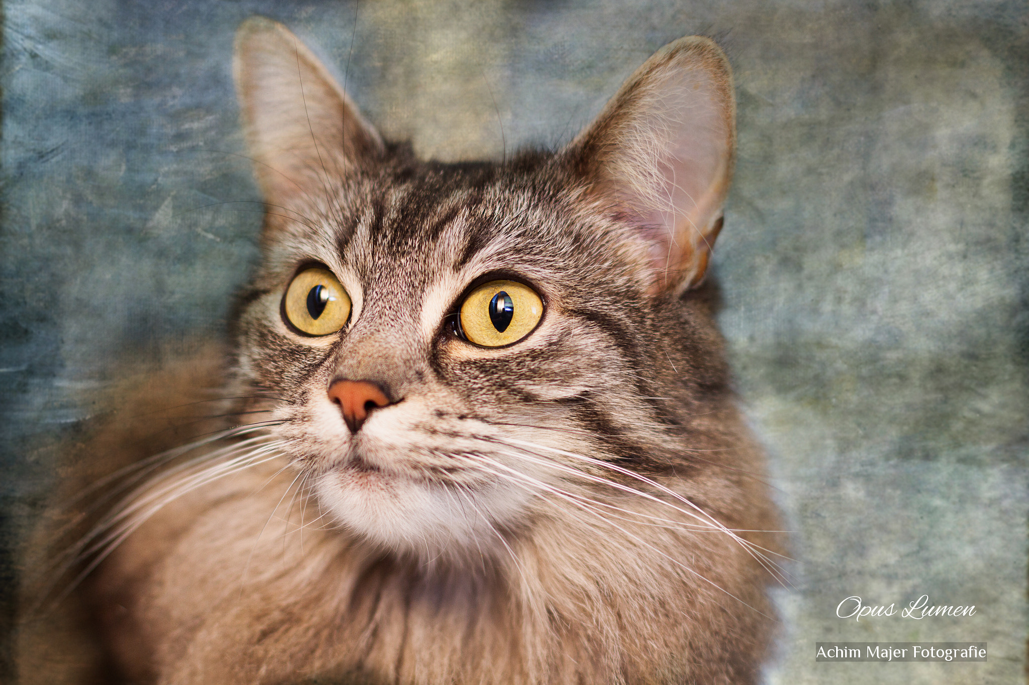 Canon EOS 7D + Canon EF 50mm F1.4 USM sample photo. Cats photography