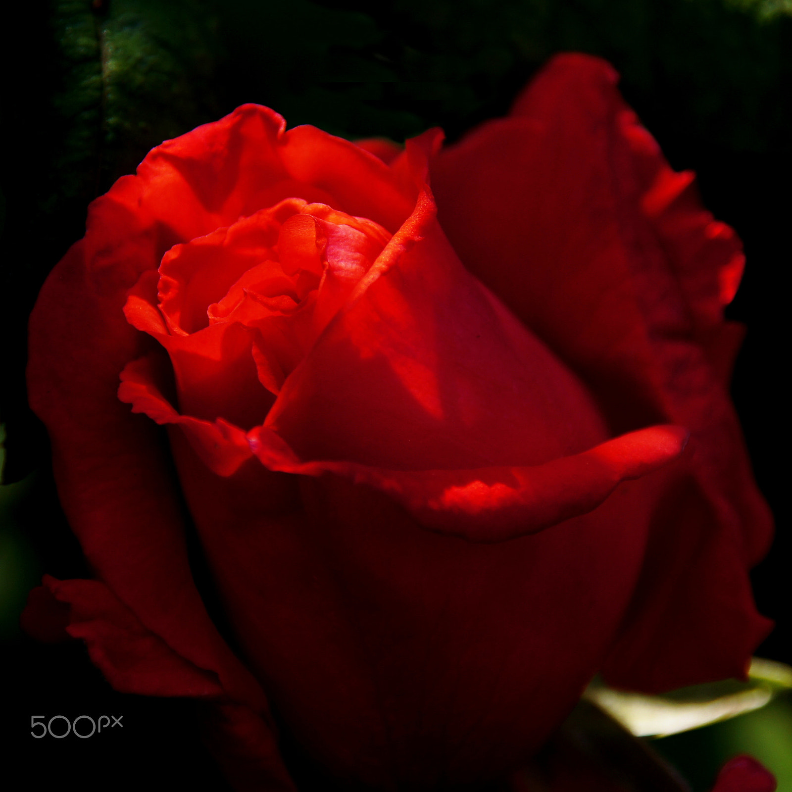 Sony SLT-A55 (SLT-A55V) sample photo. Red rose photography