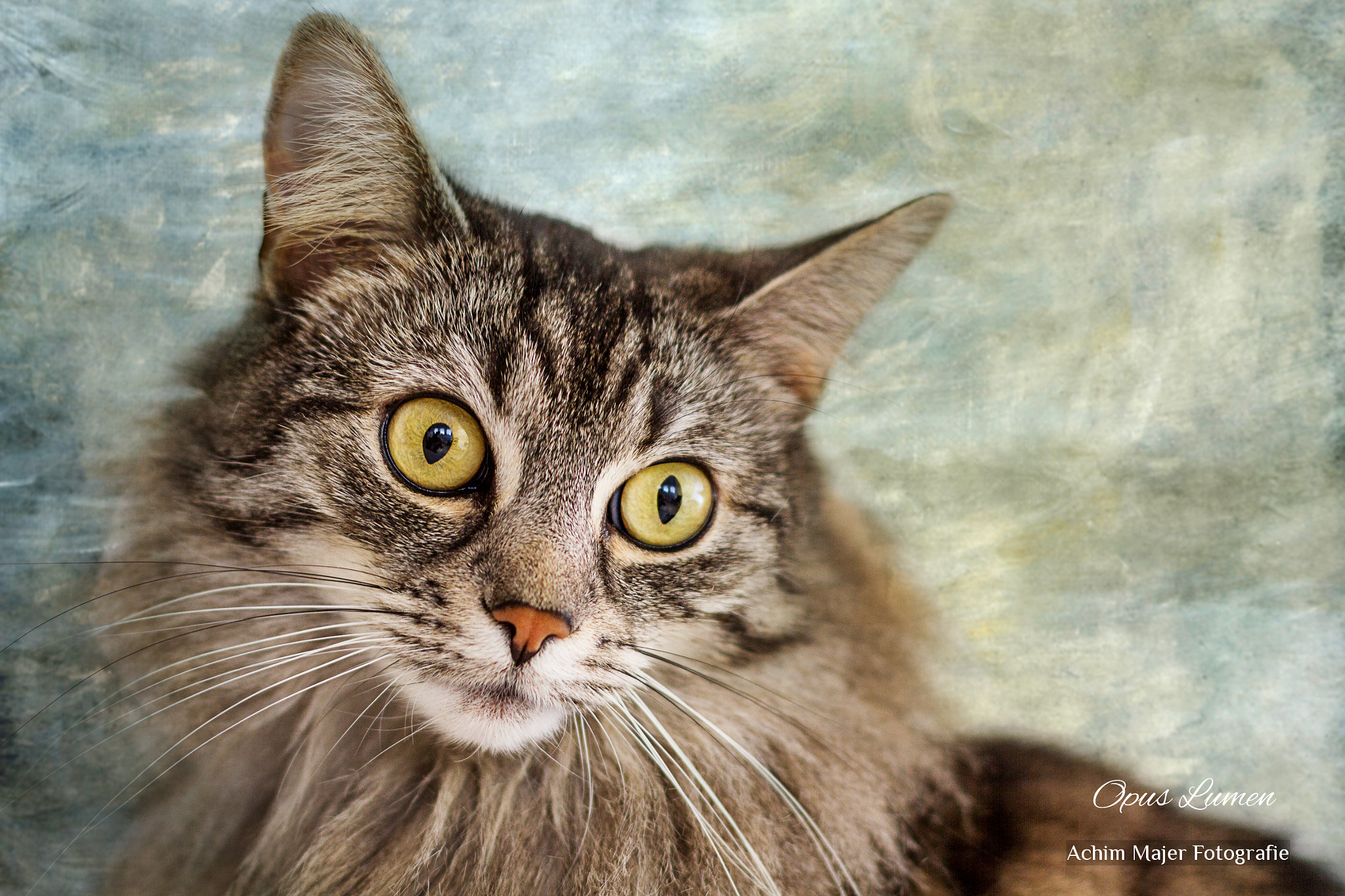 Canon EOS 7D + Canon EF 50mm F1.4 USM sample photo. Cats photography