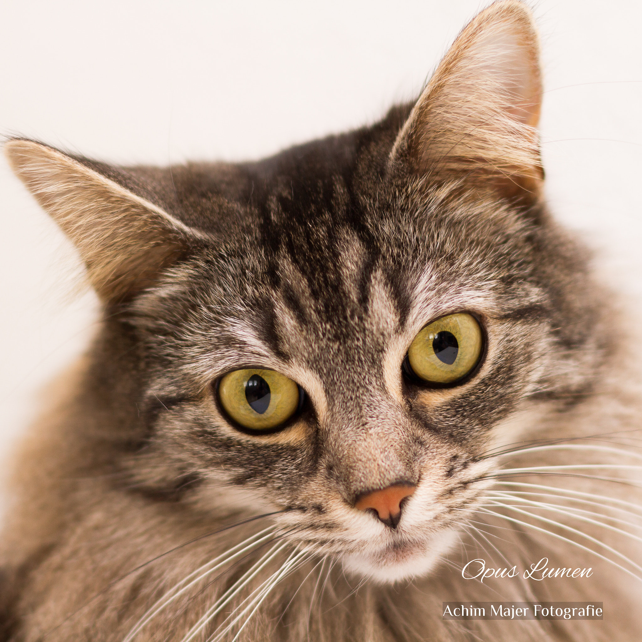 Canon EOS 7D + Canon EF 50mm F1.4 USM sample photo. Cats photography