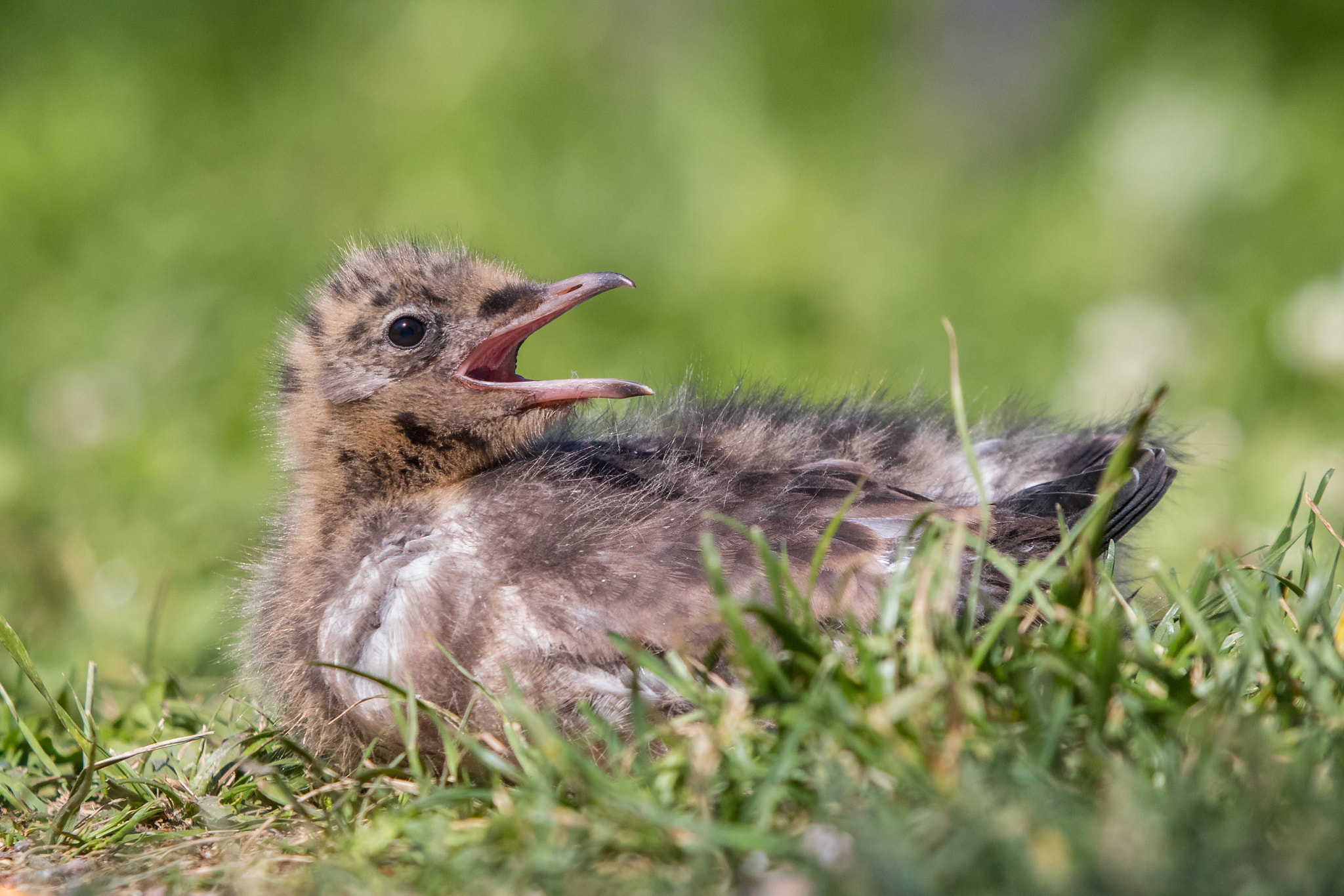 Canon EF 100-400mm F4.5-5.6L IS USM sample photo. Black-headed gull chick photography