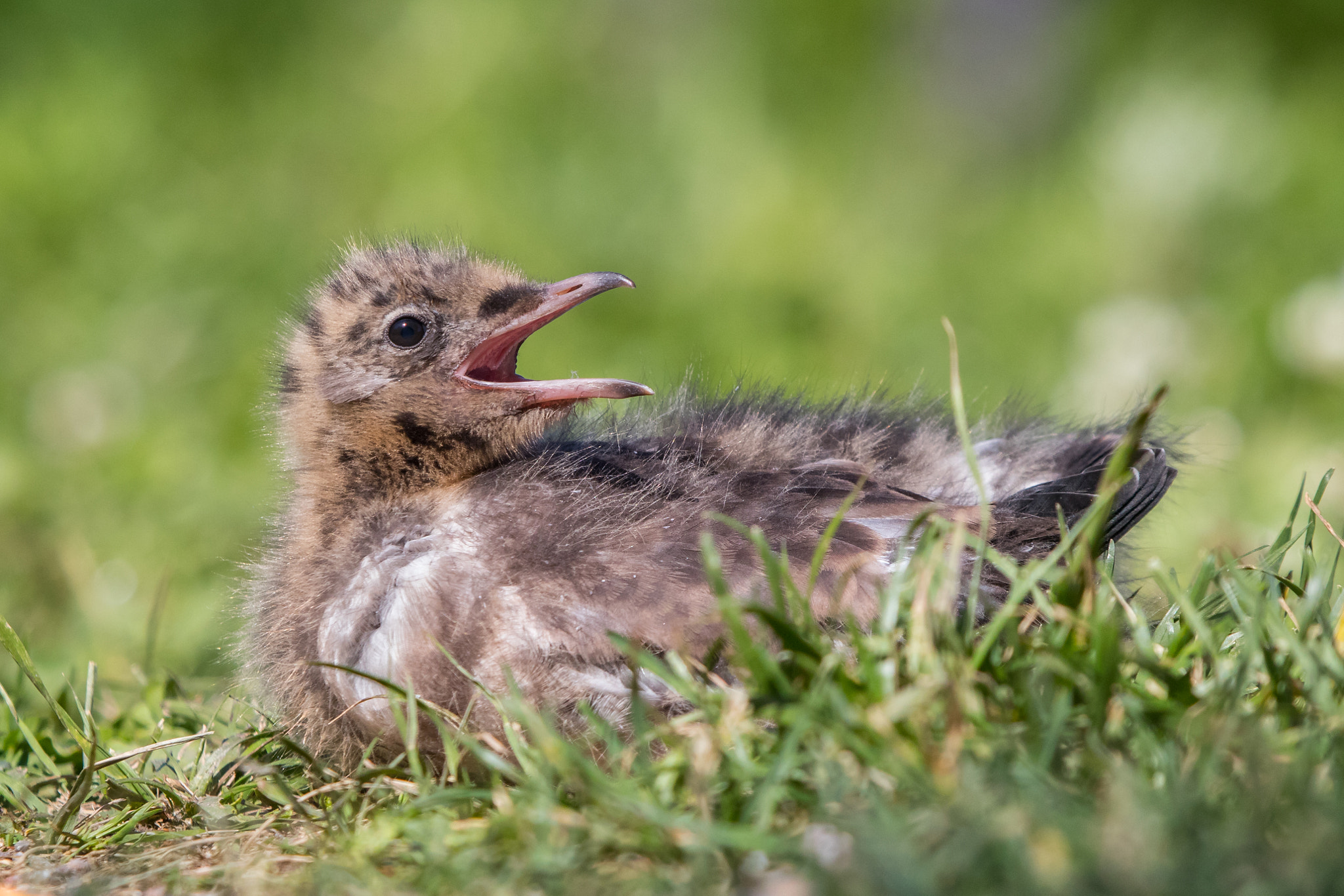 Canon EOS 80D sample photo. Black-headed gull chick photography