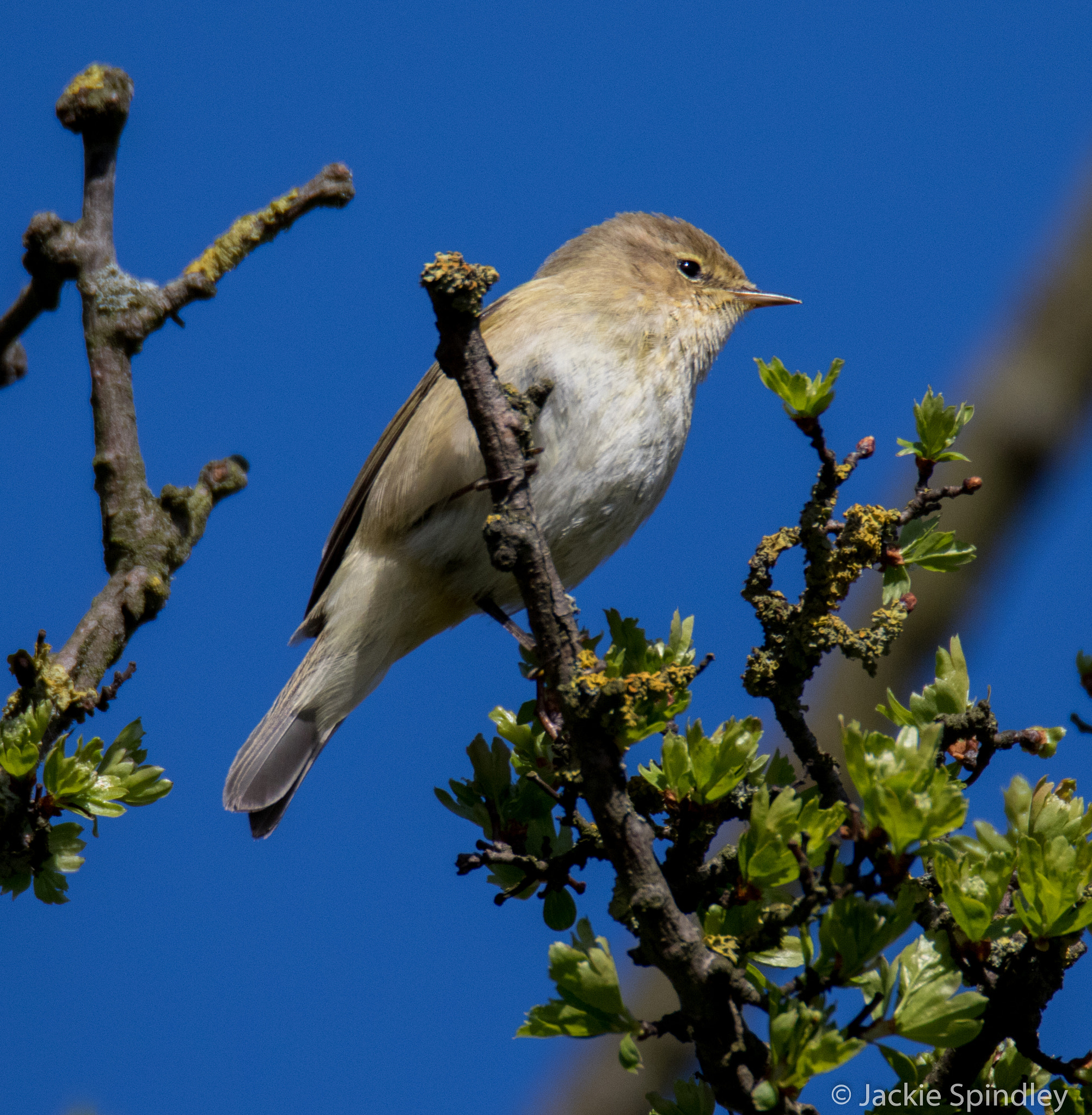 Canon EOS 7D Mark II sample photo. Chiffchaff photography