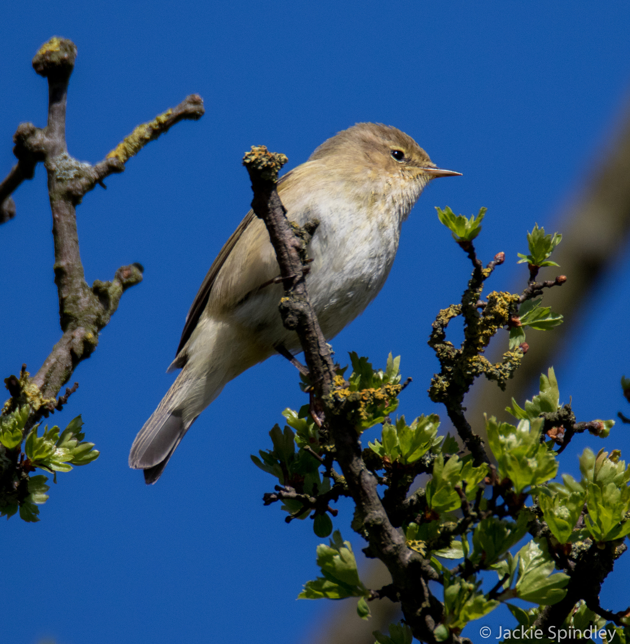 Tamron SP 150-600mm F5-6.3 Di VC USD sample photo. Chiffchaff photography