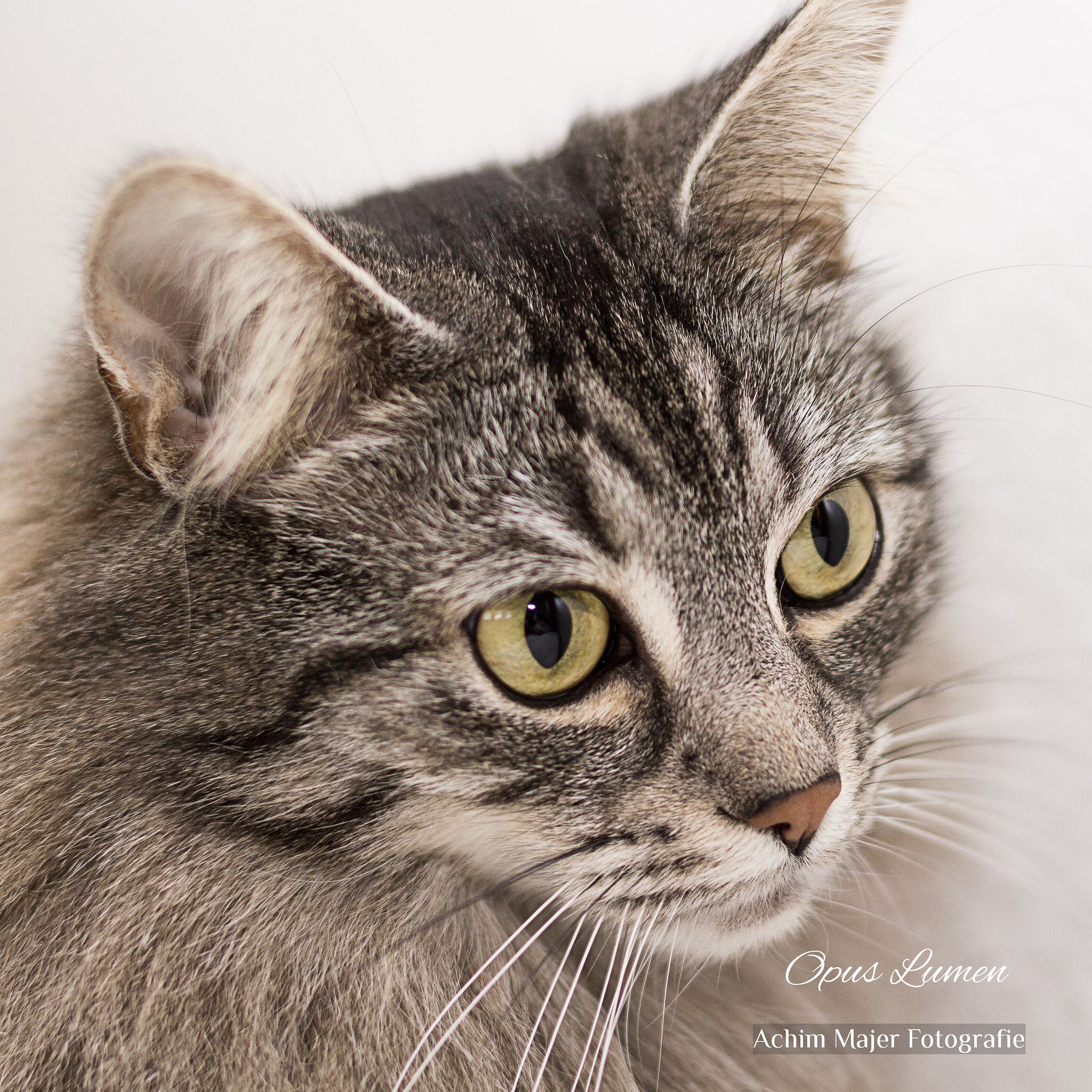 Canon EOS 7D + Canon EF 50mm F1.4 USM sample photo. Cats photography