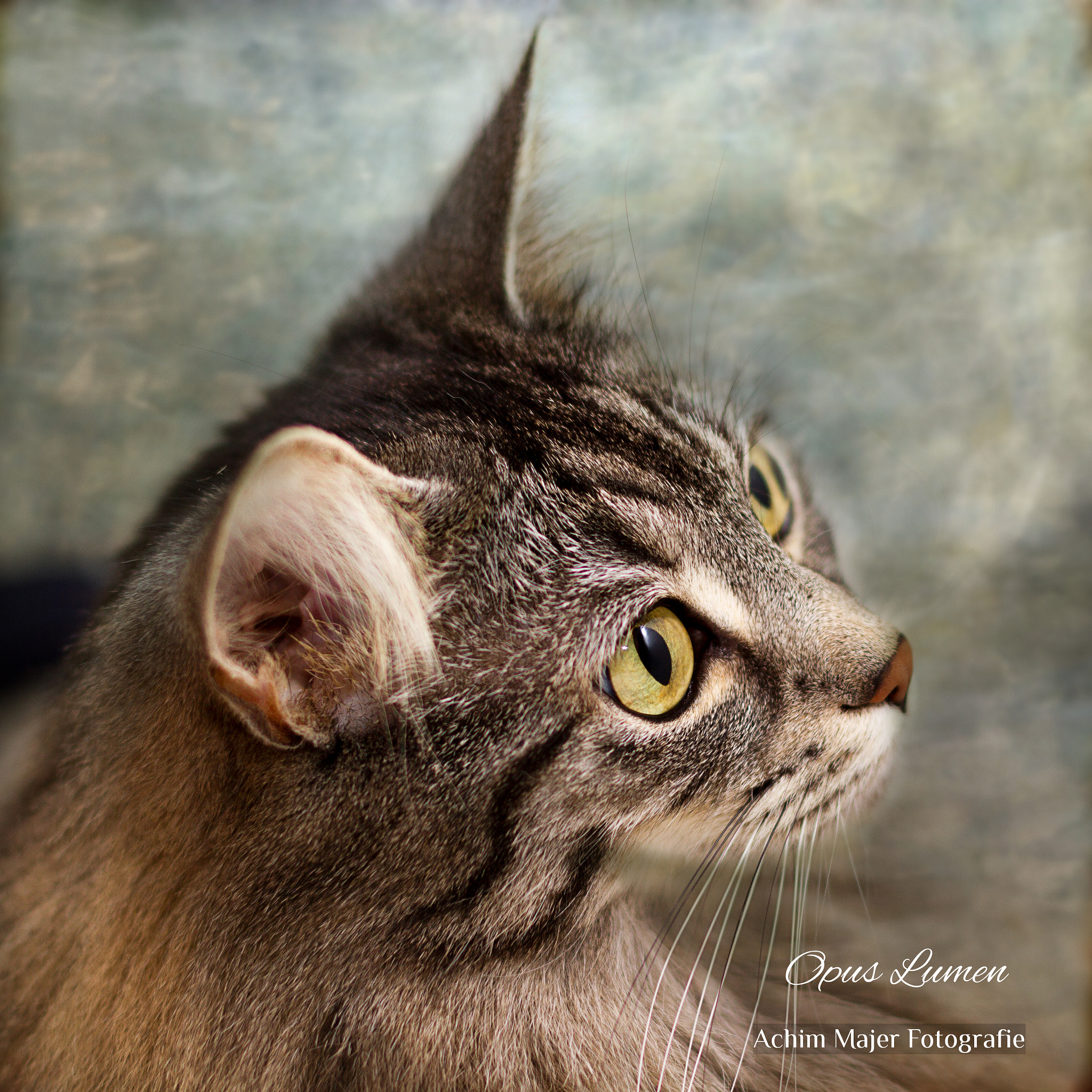 Canon EOS 7D + Canon EF 50mm F1.4 USM sample photo. Cats photography