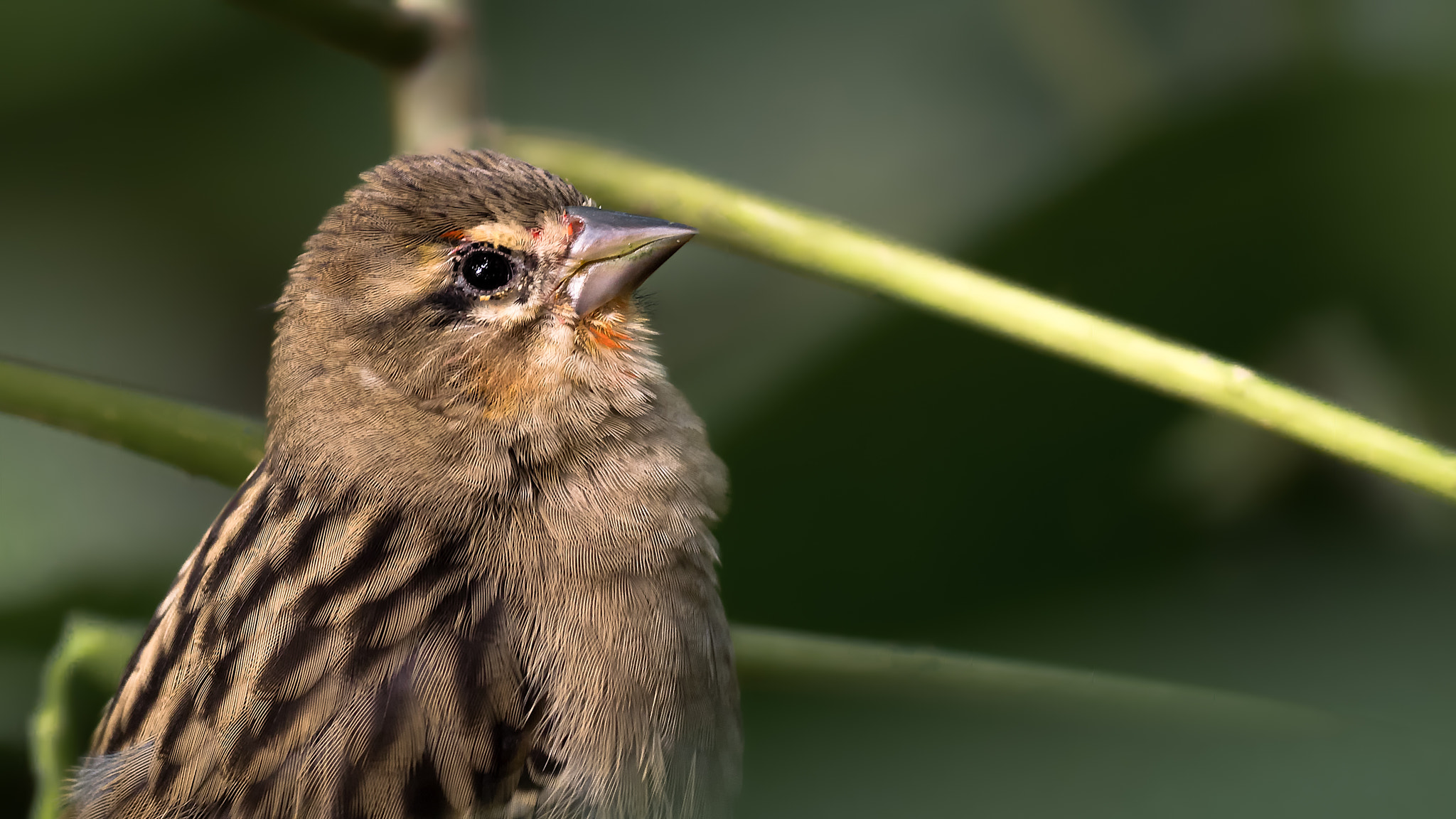 Olympus OM-D E-M1 Mark II + OLYMPUS M.300mm F4.0 sample photo. Black redstart photography