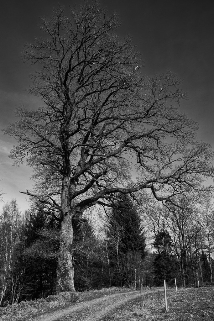 Canon EOS 60D sample photo. Napolean oak photography