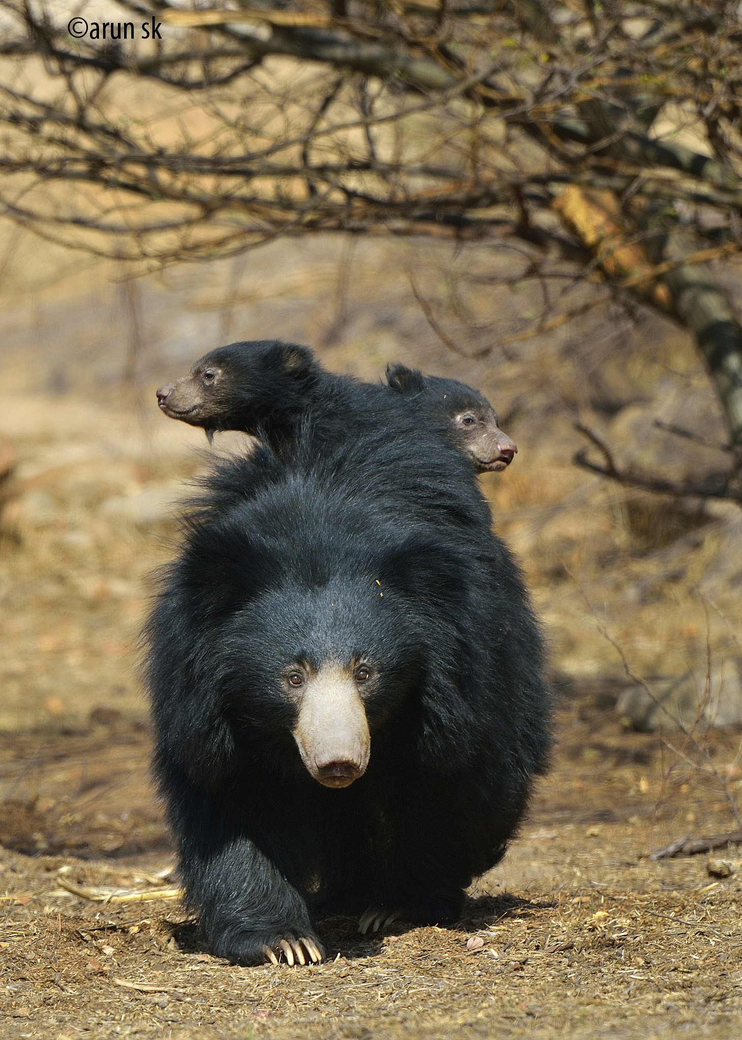 Nikon D4 + Nikon AF-S Nikkor 500mm F4G ED VR sample photo. Mamma bear and her cubs !!!  photography