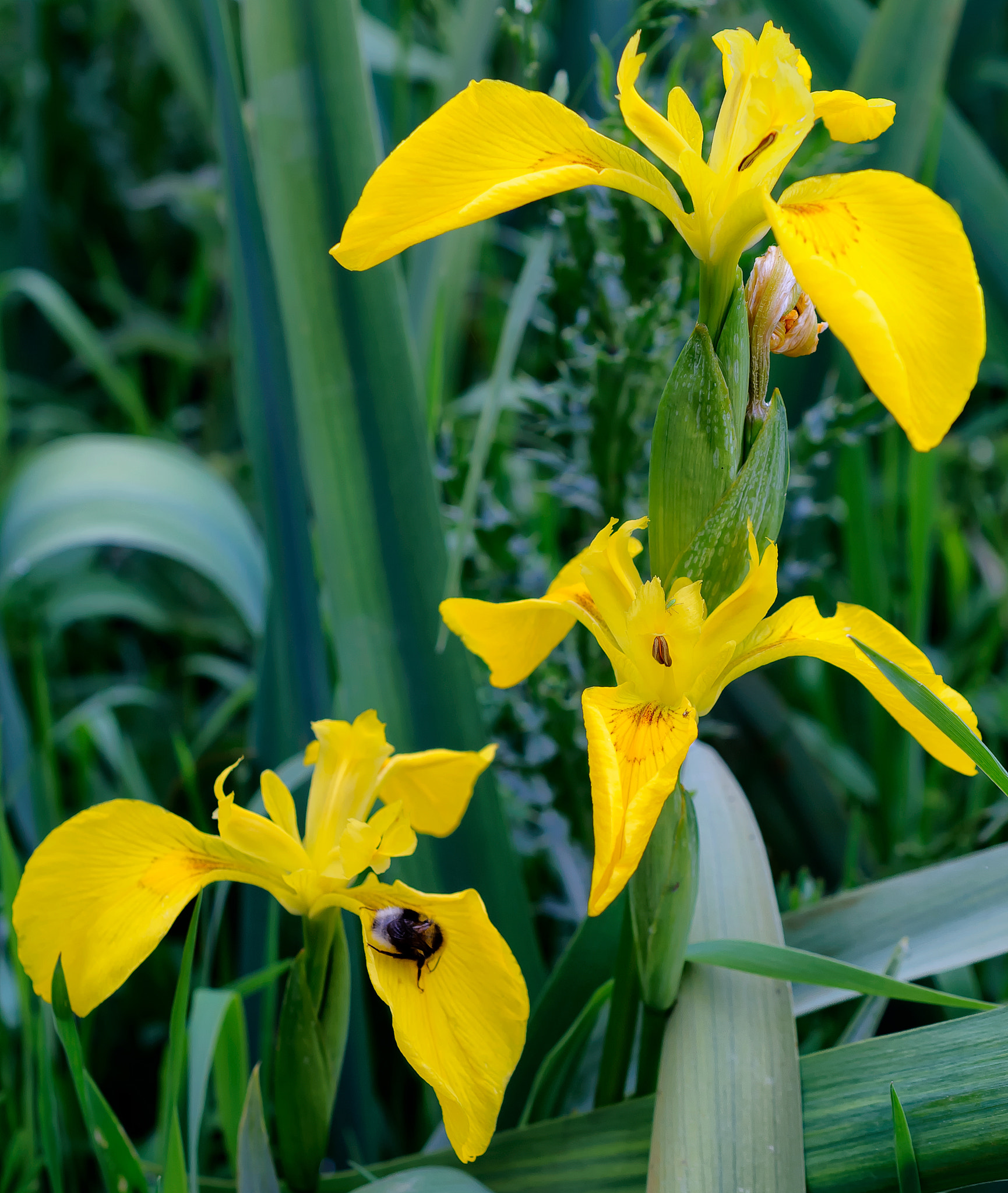 Nikon AF-S DX Micro Nikkor 40mm F2.8 sample photo. Wild flag irises photography