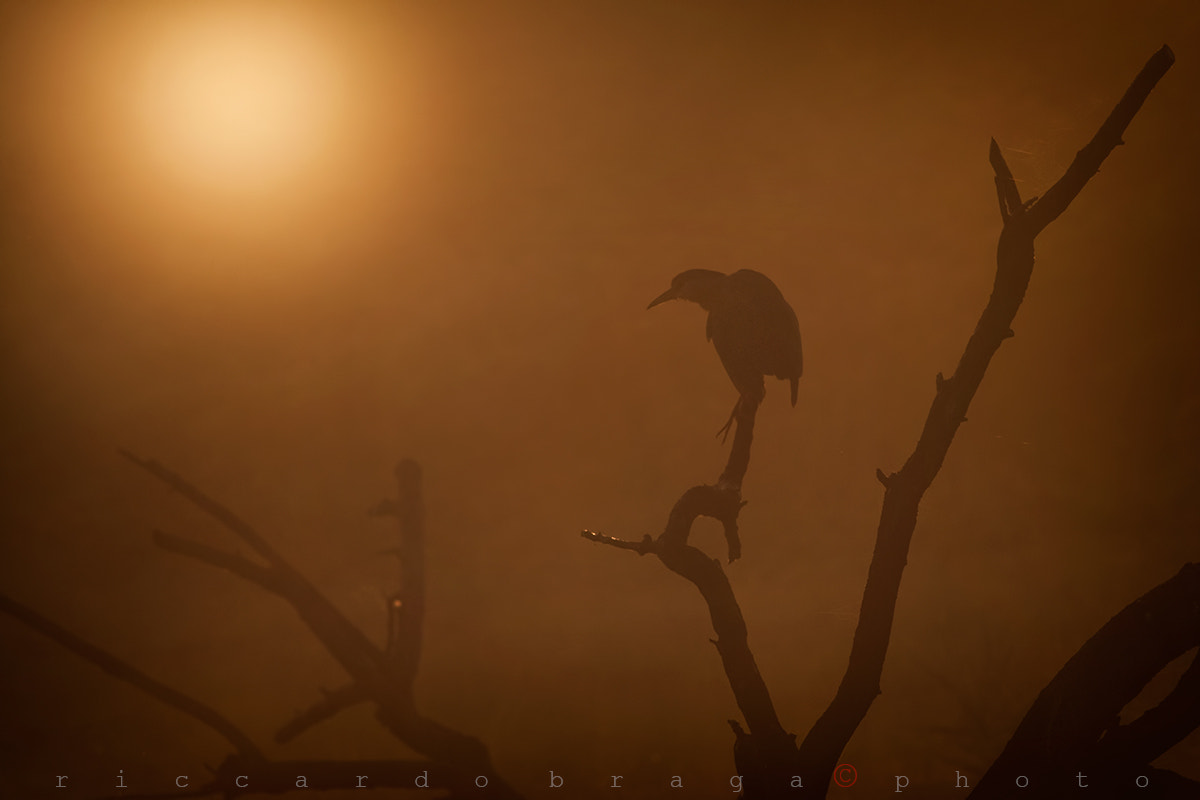 Canon EF 400mm F5.6L USM sample photo. Night heron at dawn photography