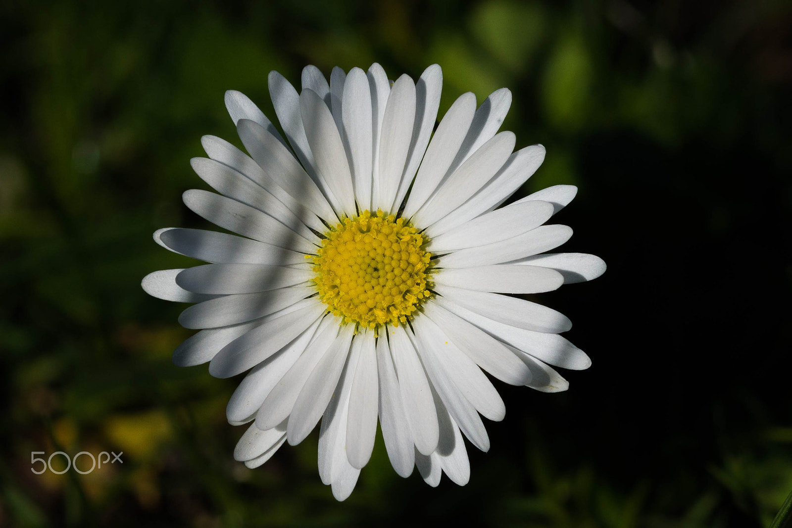 Sigma 105mm F2.8 EX DG OS HSM sample photo. Like a daisy photography