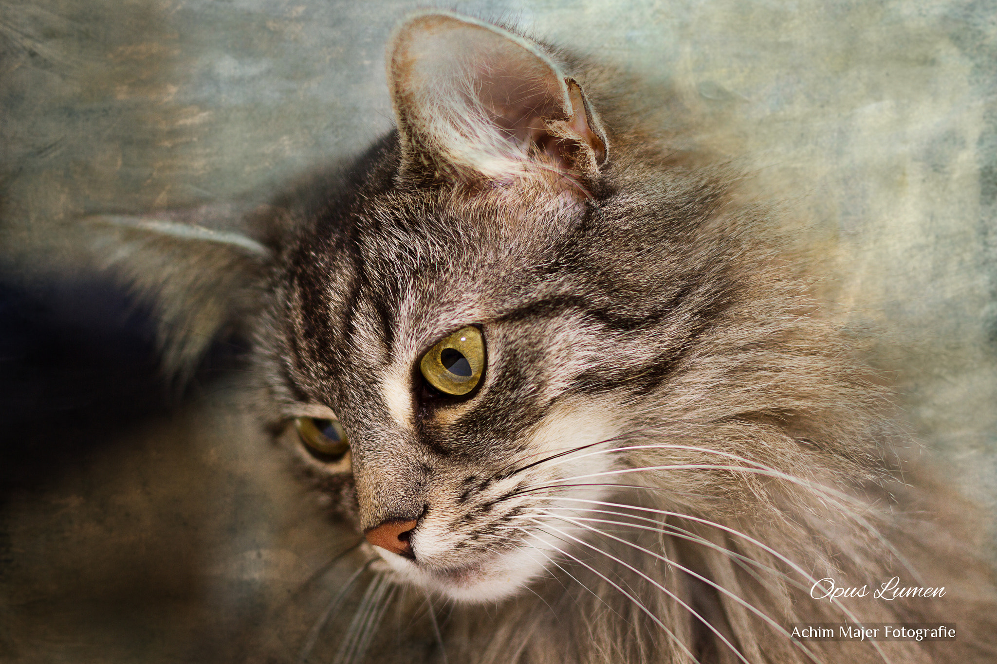 Canon EOS 7D sample photo. Cats, cats, cats photography