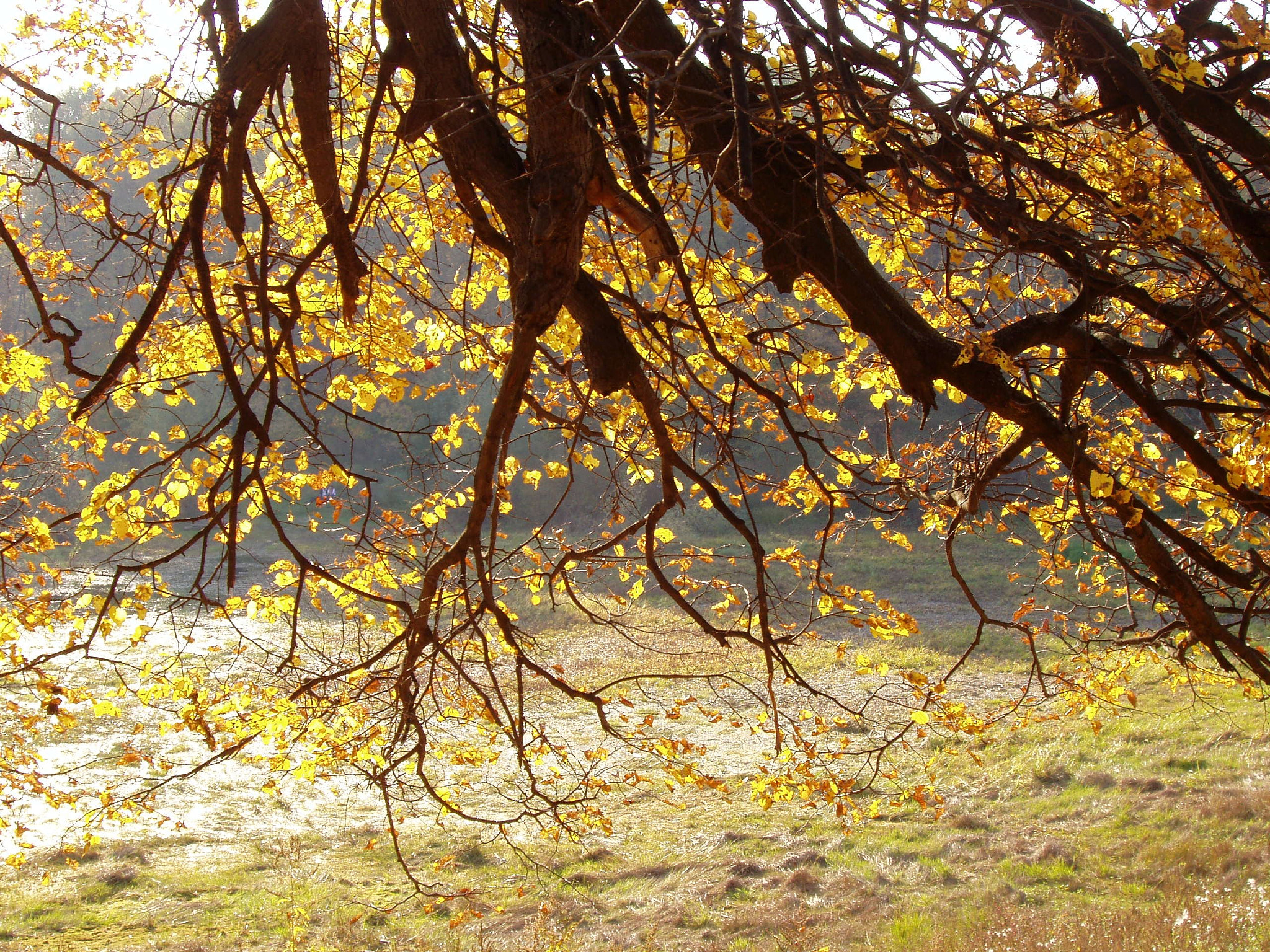 Olympus X-2,C-50Z sample photo. Autumn photography