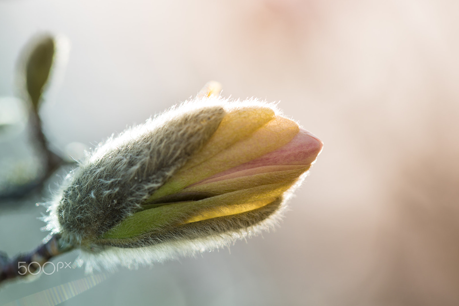 Canon EF 100mm F2.8L Macro IS USM sample photo. Magnolien blüte photography